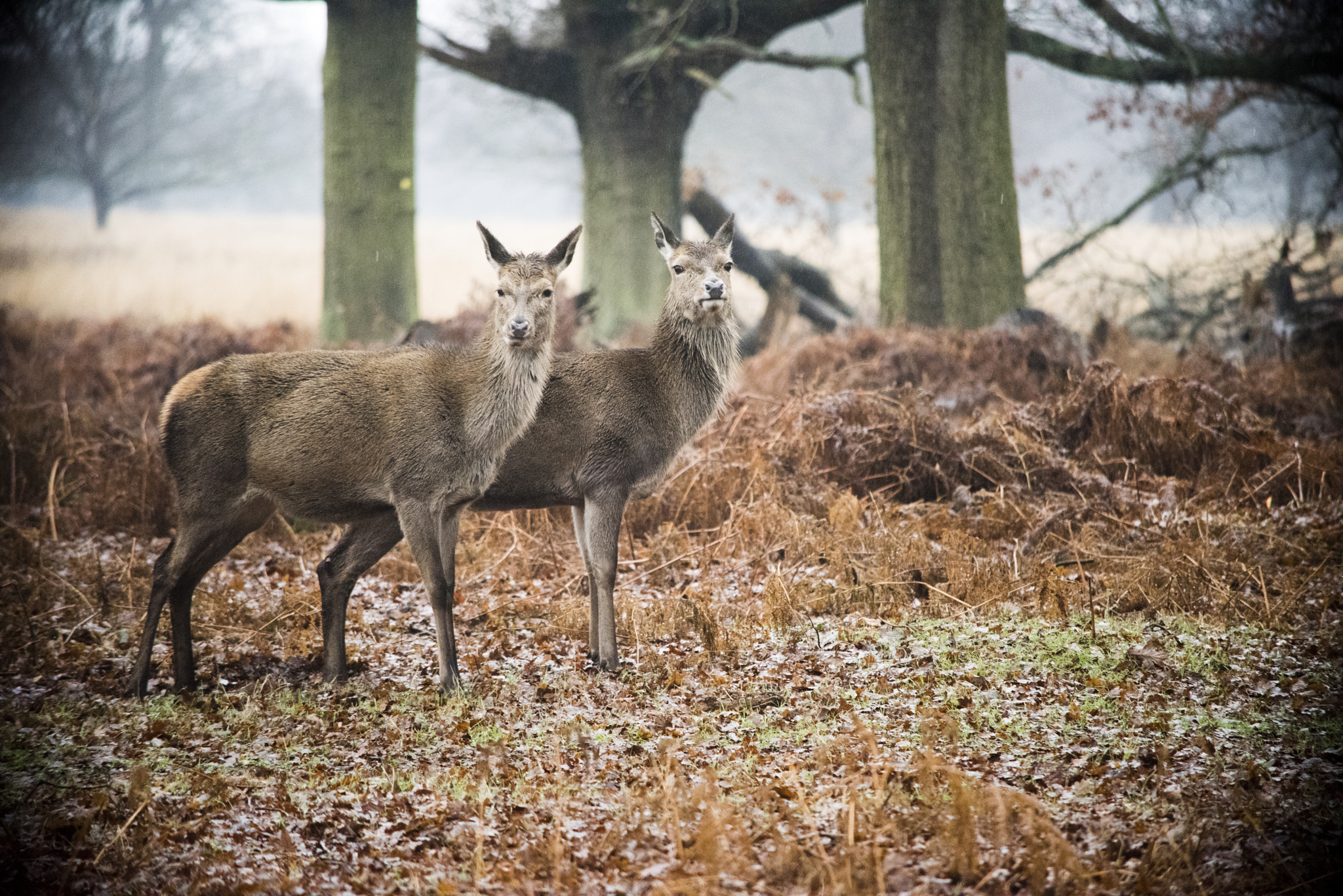 Nikon D810 sample photo. Richmond park photography