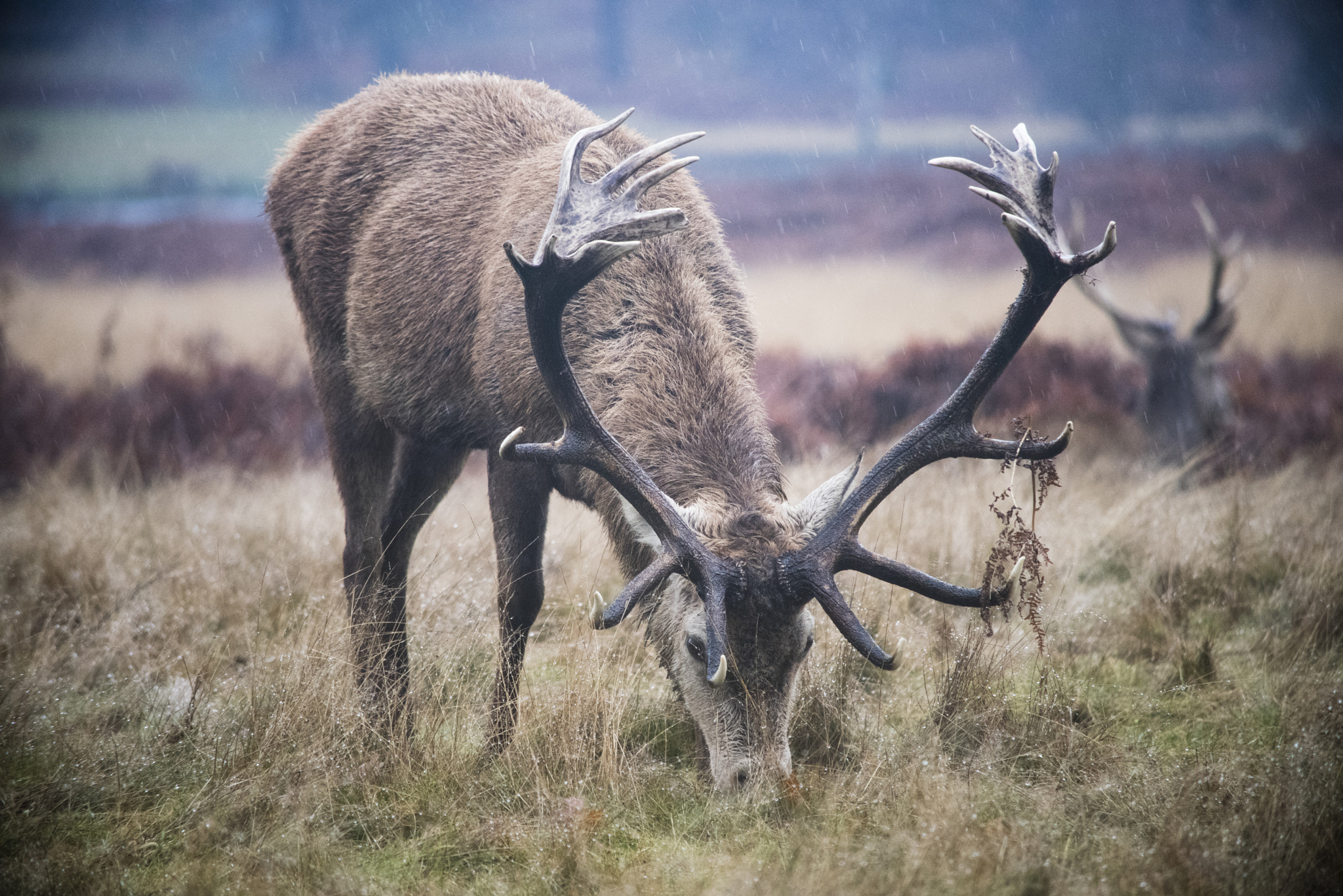 Nikon D810 sample photo. Richmond park photography