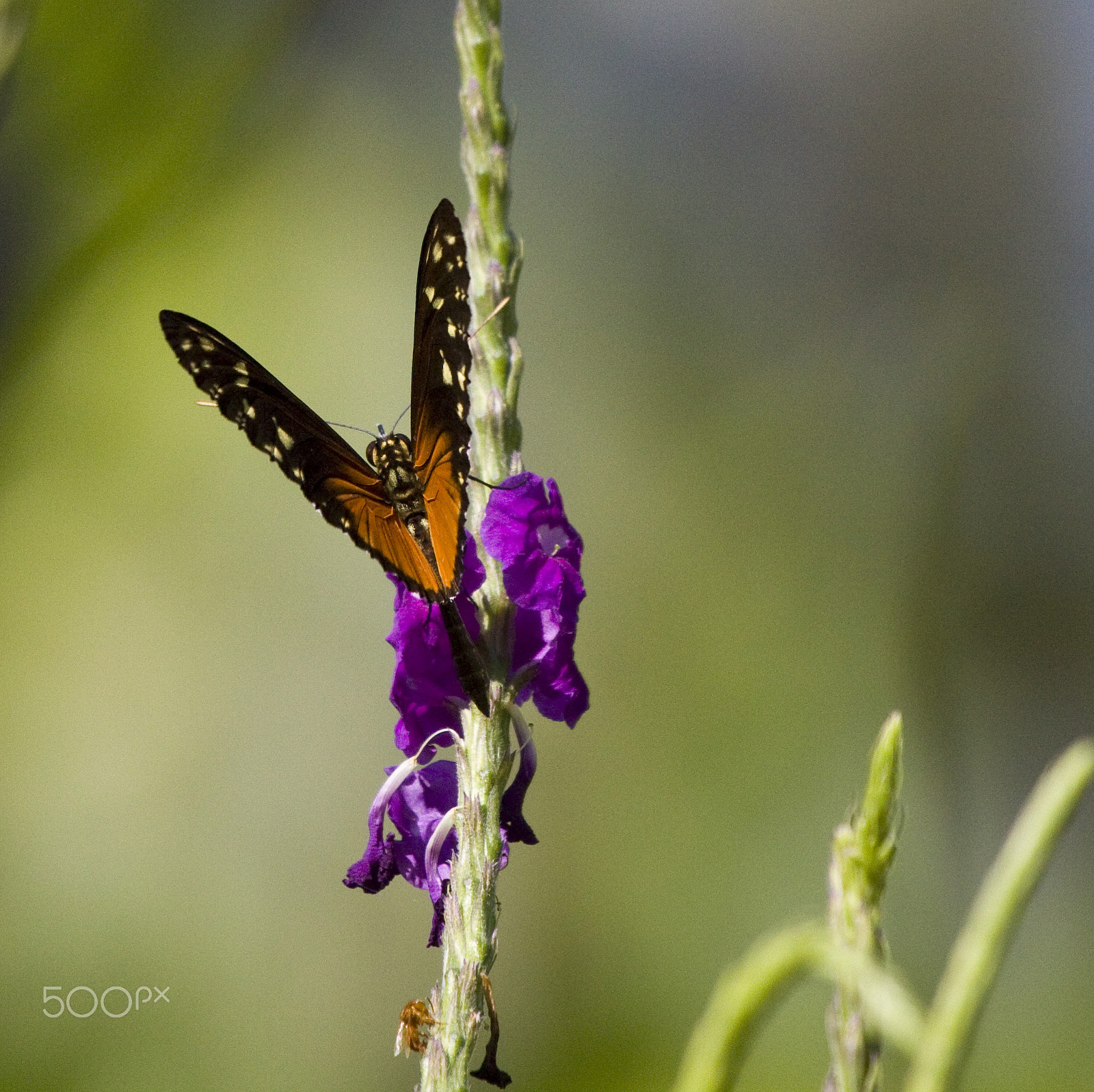 Canon EF 100-400mm F4.5-5.6L IS USM sample photo. Tiger longwing photography