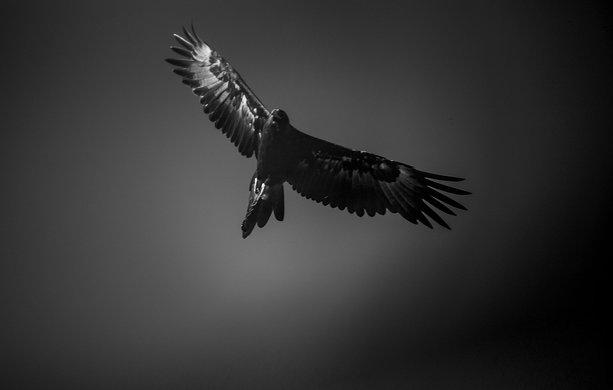 Canon EOS 6D sample photo. Wedge-tailed eagle photography