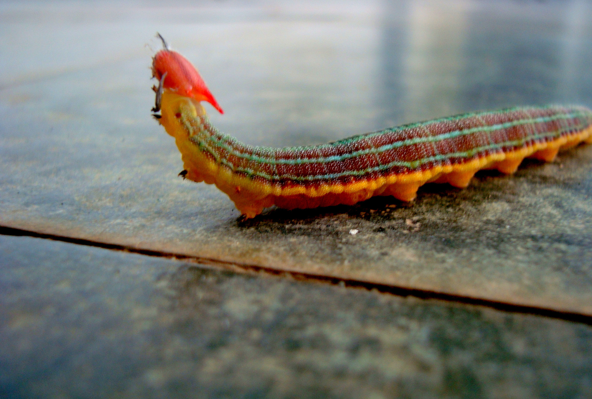 Sony DSC-W125 sample photo. Largata photography