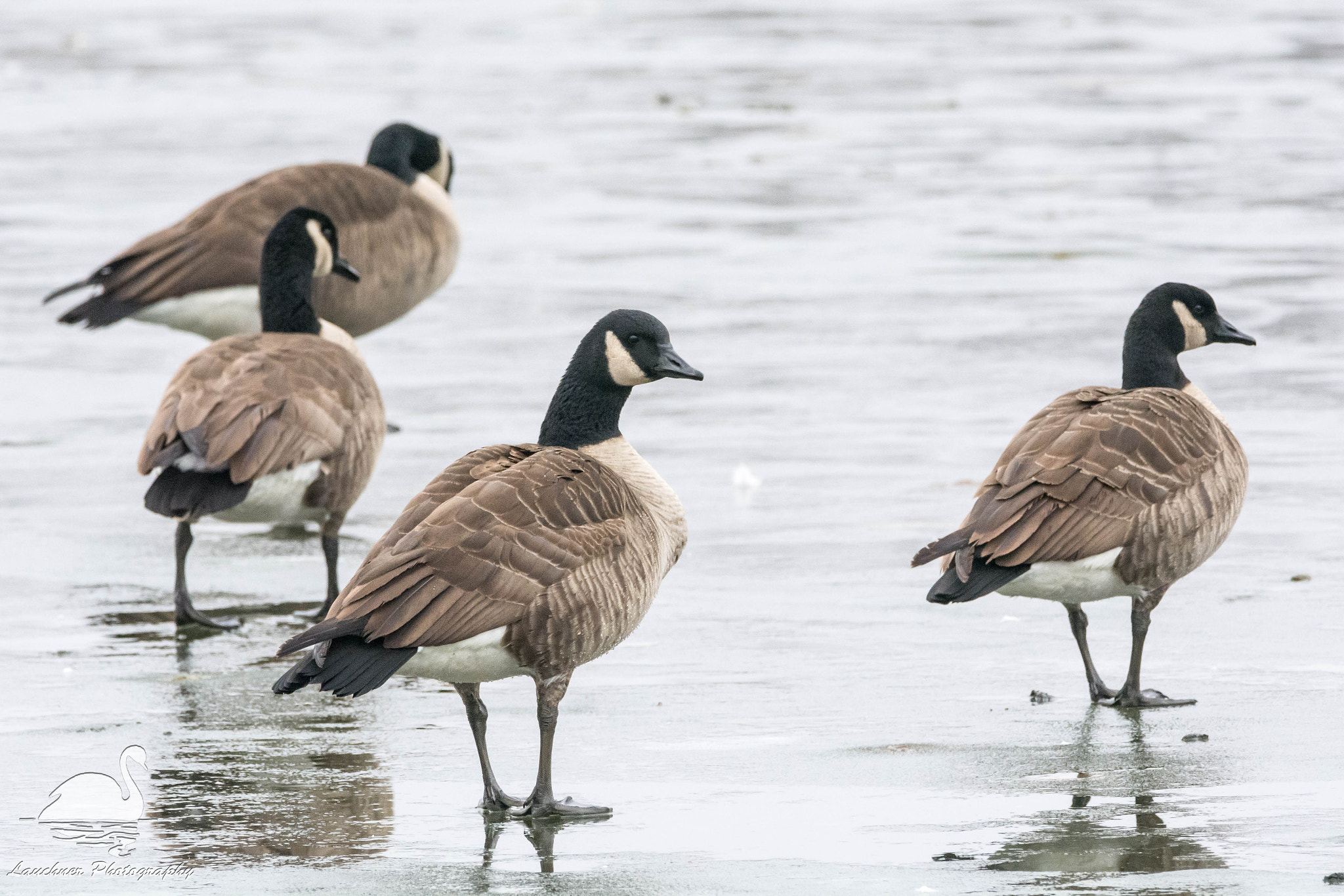 Sigma 150-600mm F5-6.3 DG OS HSM | C sample photo. Geese on ice photography
