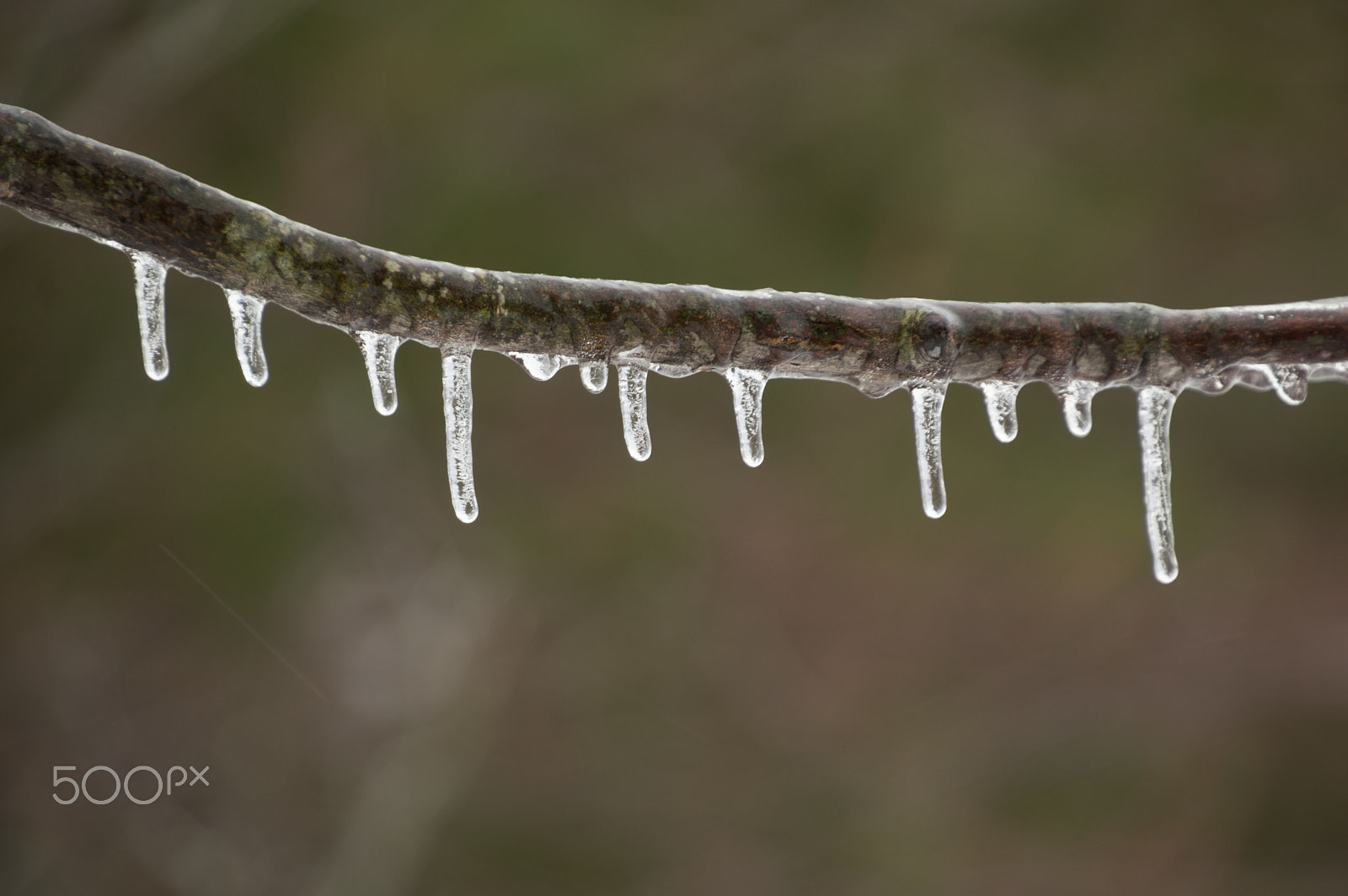 Nikon D3200 sample photo. Single branch with icicles dripping after an ice storm photography