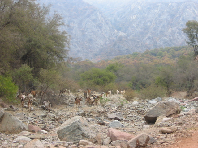 Canon POWERSHOT A85 sample photo. Goats in the dry river photography