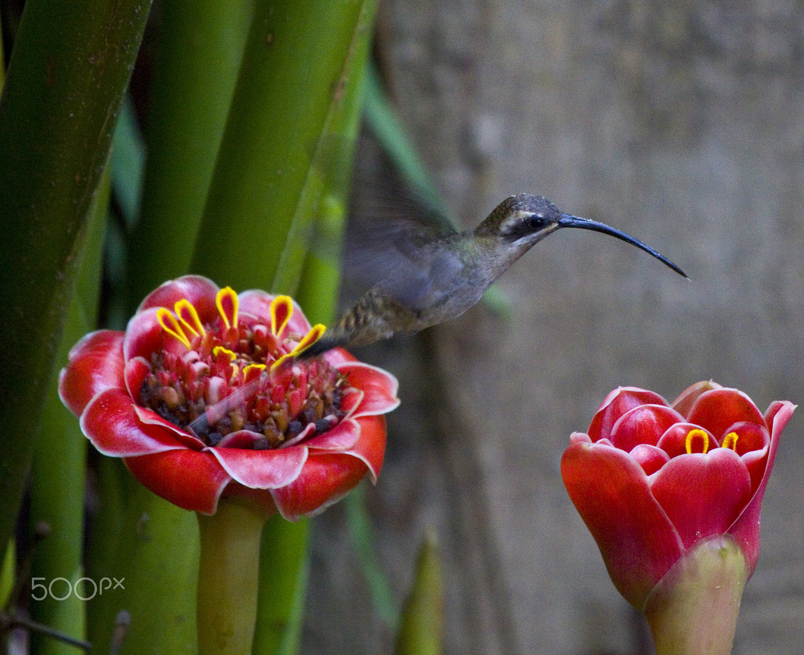 Canon EOS 50D sample photo. The hummer photography