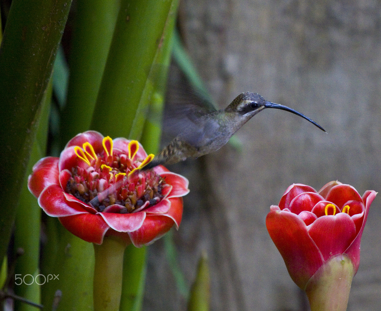 Canon EF 100-400mm F4.5-5.6L IS USM sample photo. The hummer photography