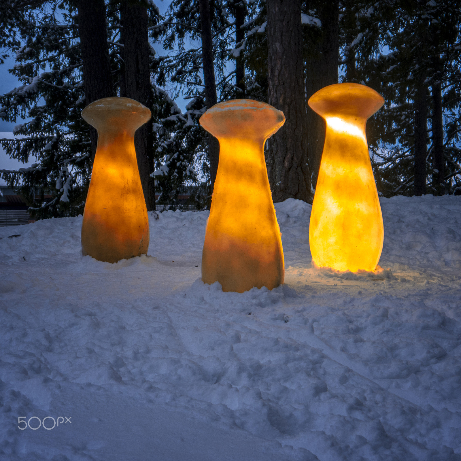Panasonic Lumix DMC-GX7 sample photo. Glowing mushrooms photography