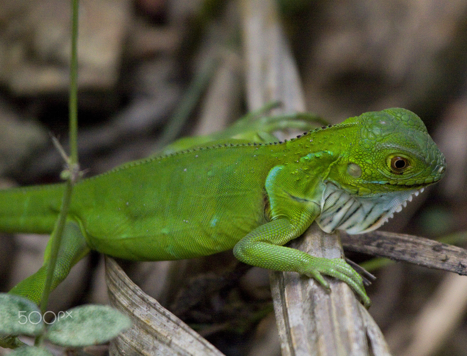 Canon EOS 50D sample photo. The juvenile photography