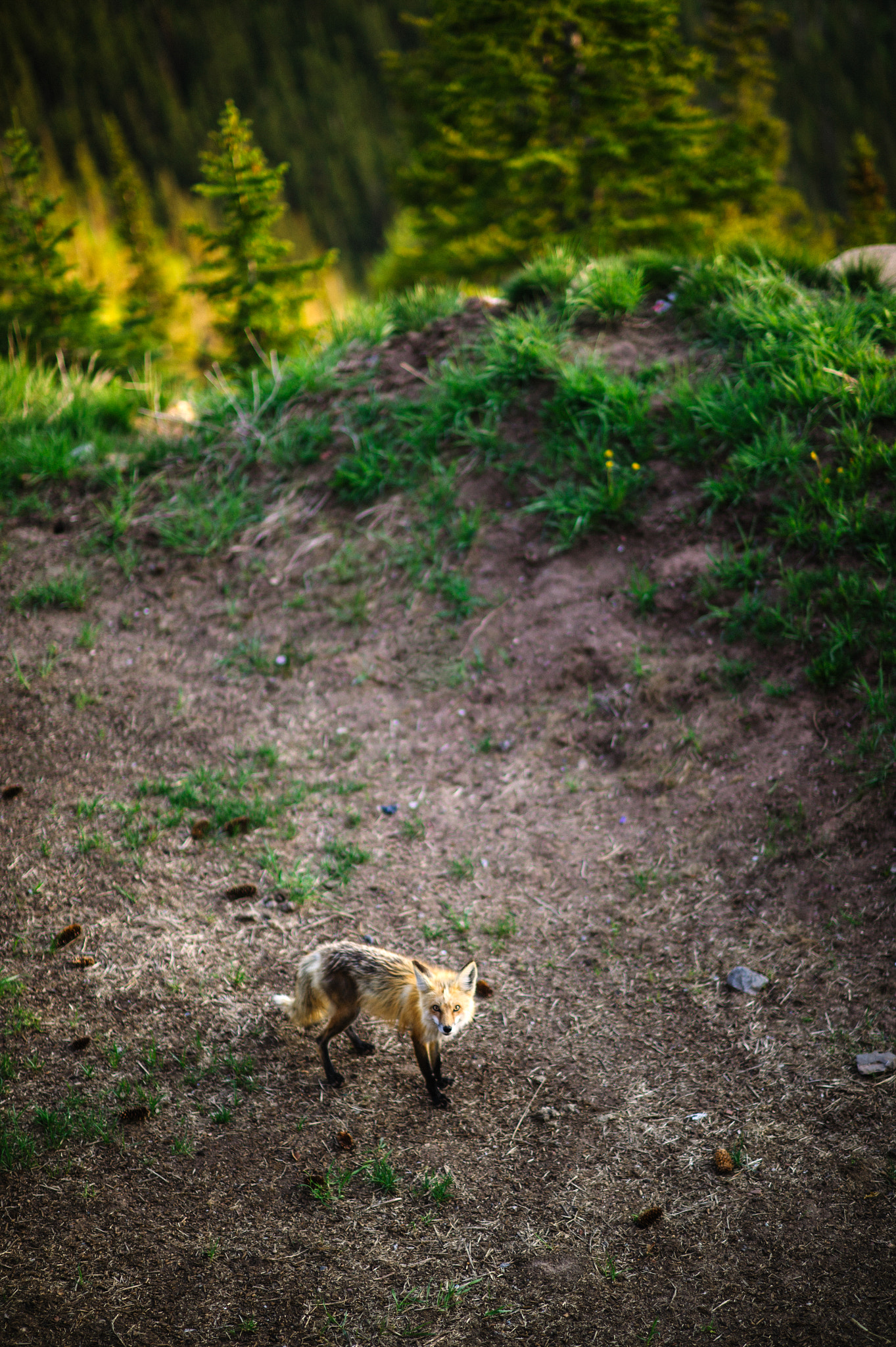 Nikon D4S + Nikon AF-S Nikkor 85mm F1.4G sample photo. Aspen fox photography