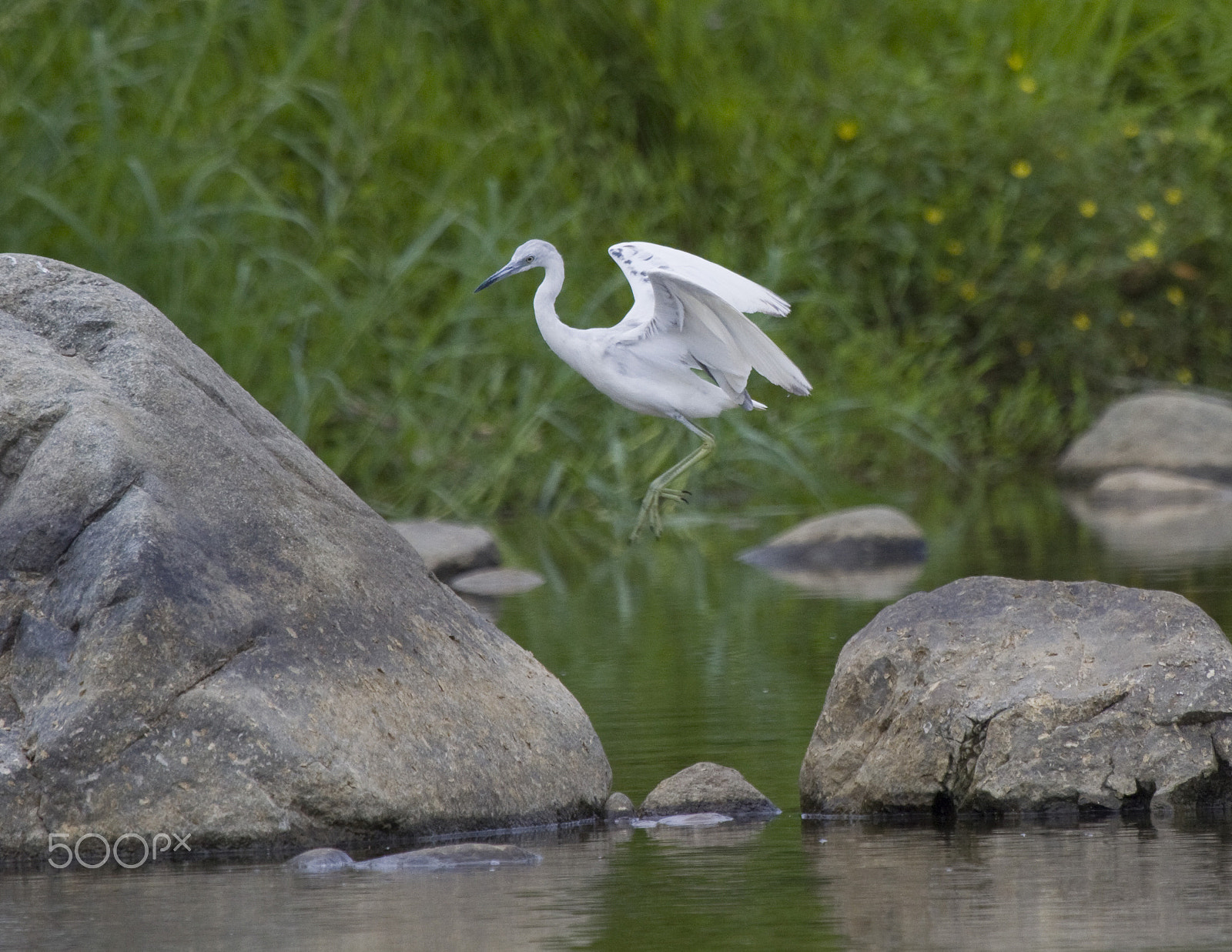 Canon EOS 50D + Canon EF 100-400mm F4.5-5.6L IS USM sample photo. Midway photography