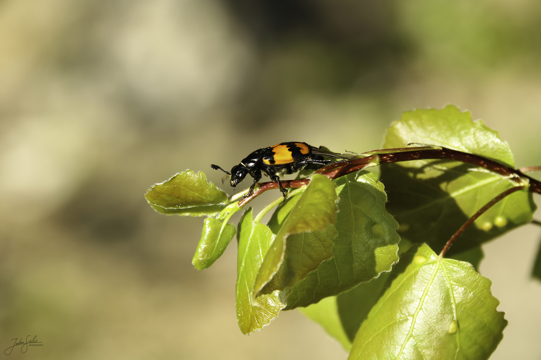Canon EF 75-300mm F4.0-5.6 IS USM sample photo. Bug on a leaf. photography