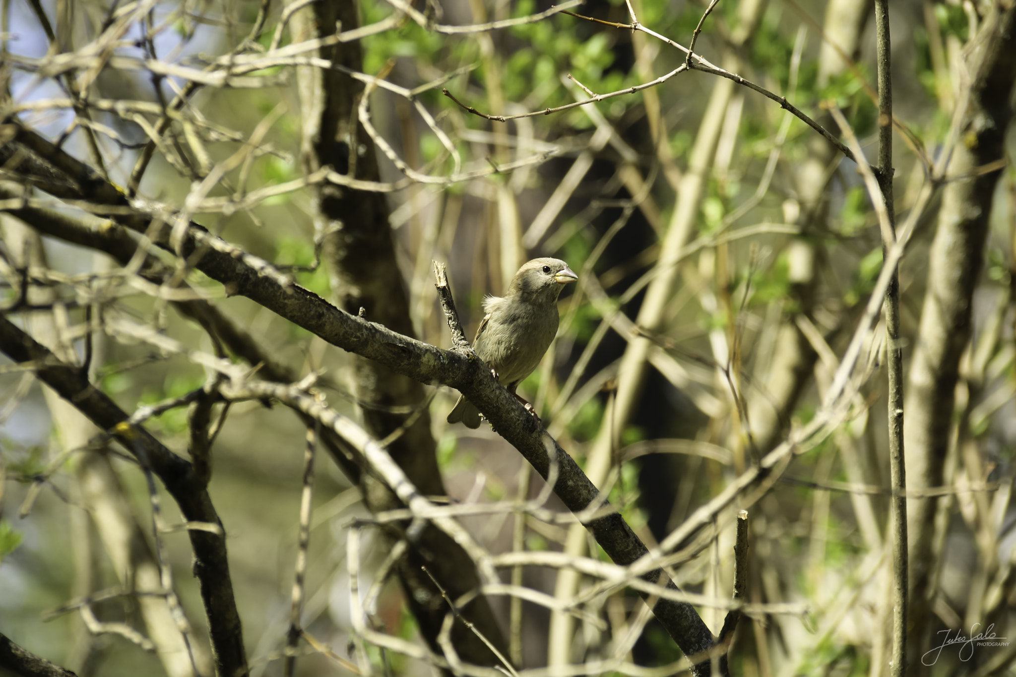 Canon EF 75-300mm F4.0-5.6 IS USM sample photo. Greenfinch sitting on a branch. photography