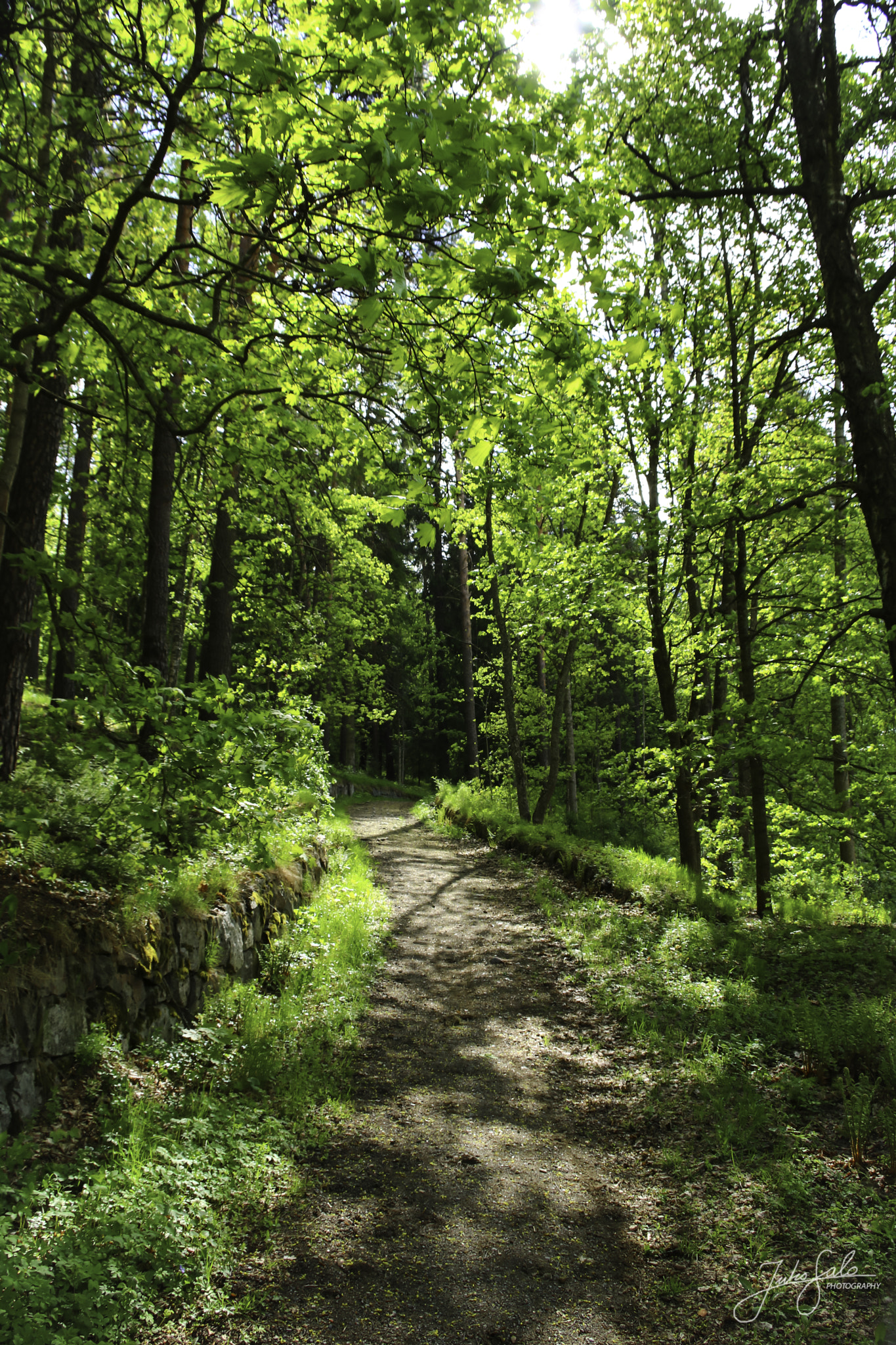 Canon EOS 760D (EOS Rebel T6s / EOS 8000D) + Canon EF 75-300mm F4.0-5.6 IS USM sample photo. Summery forest path. photography