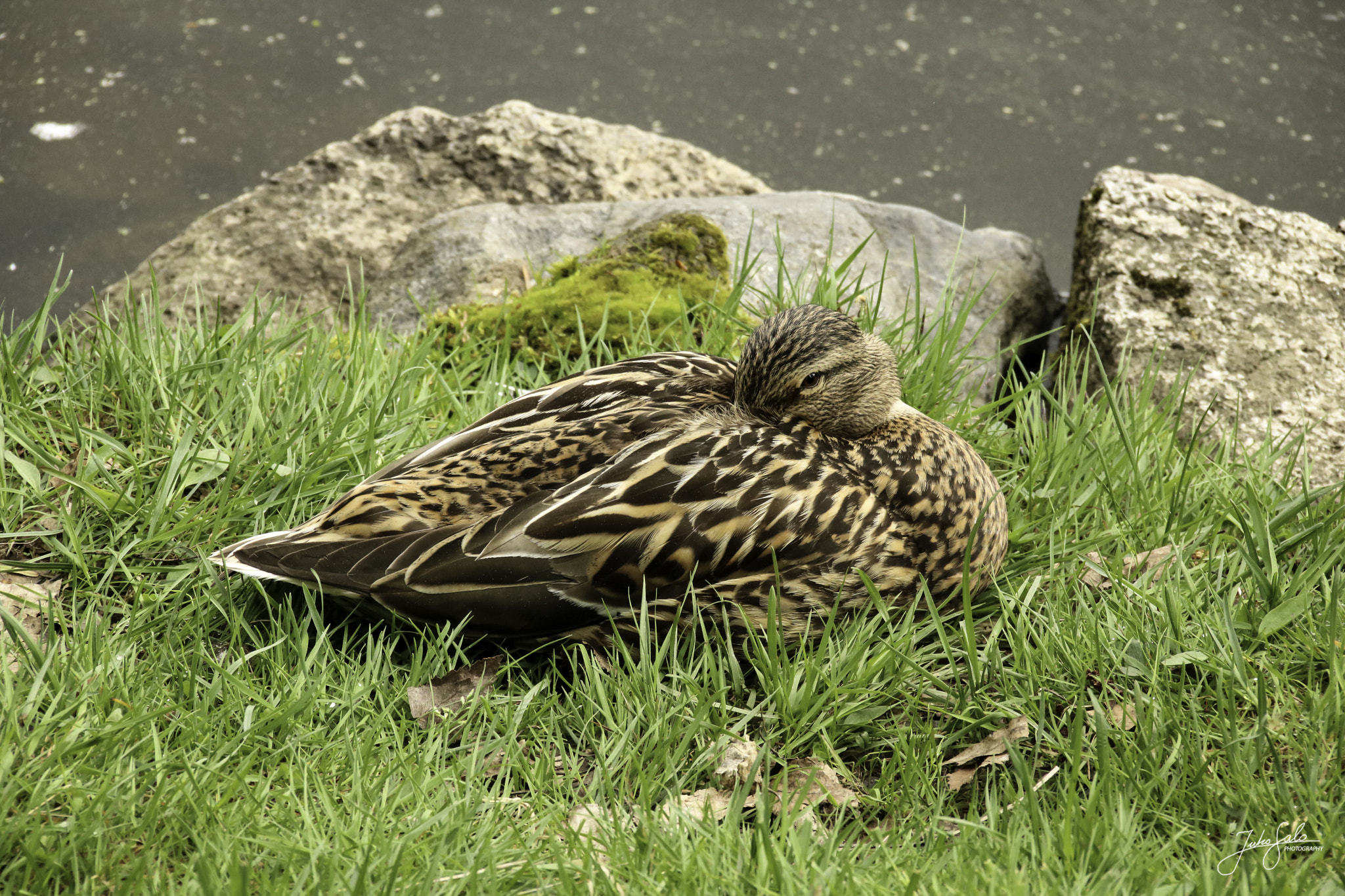 Canon EF 75-300mm F4.0-5.6 IS USM sample photo. Female mallard peeking. photography