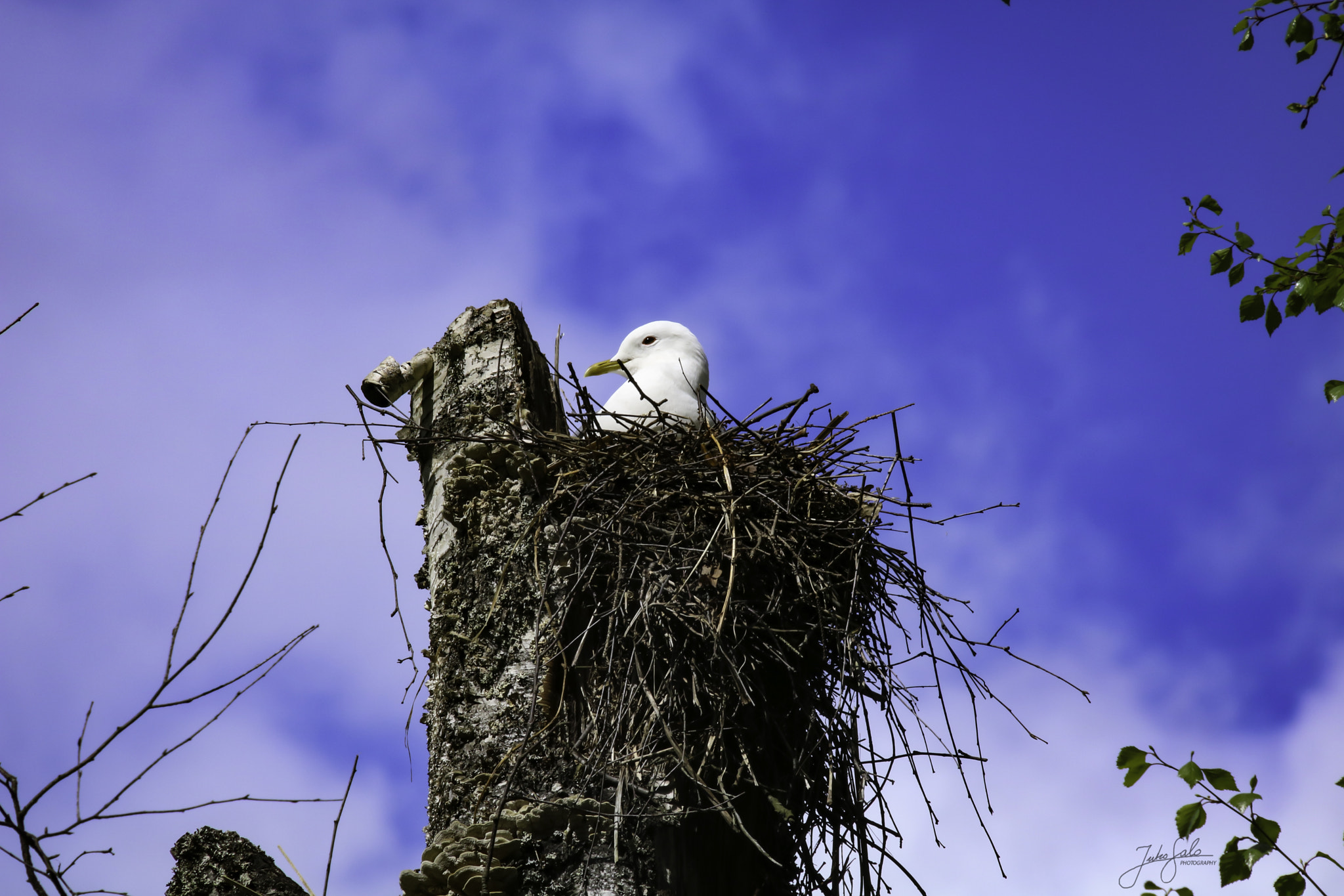 Canon EF 75-300mm F4.0-5.6 IS USM sample photo. Common gull brooding. photography
