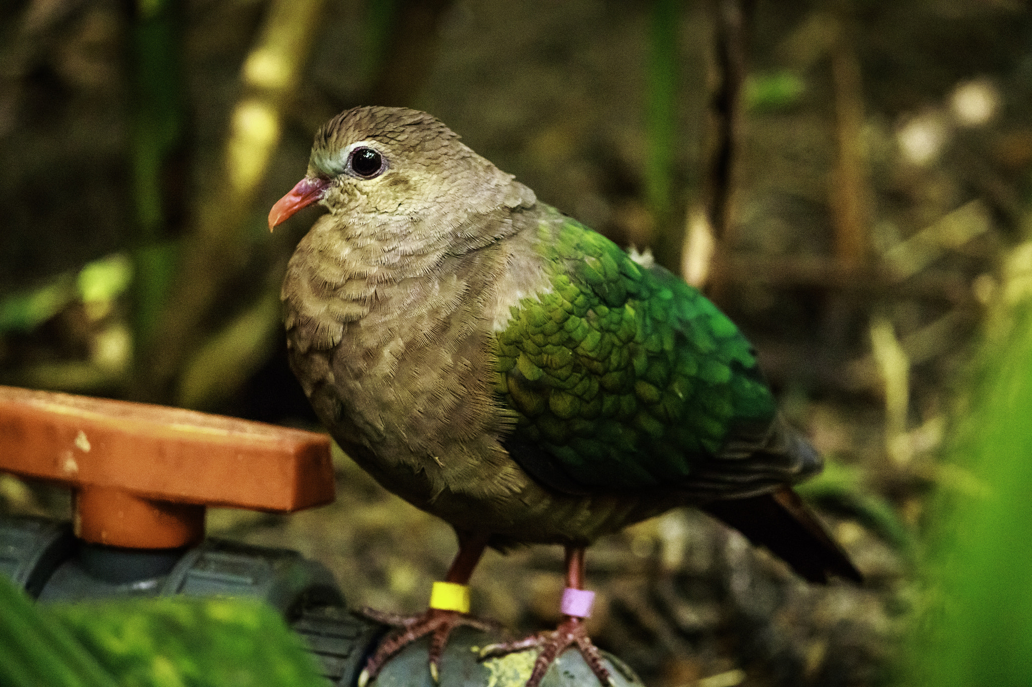 Canon EOS 7D Mark II sample photo. Green winged dove from animal kingdom photography