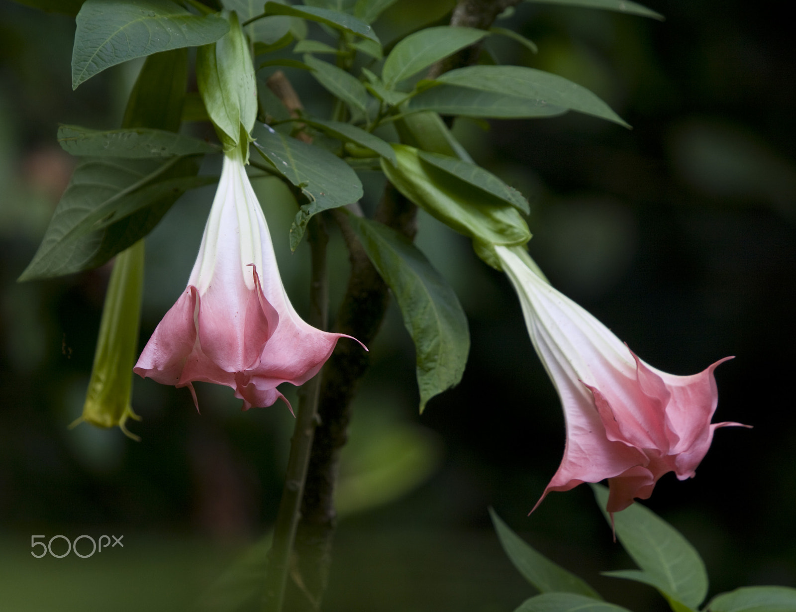 Canon EF 100-400mm F4.5-5.6L IS USM sample photo. Pretty poison photography