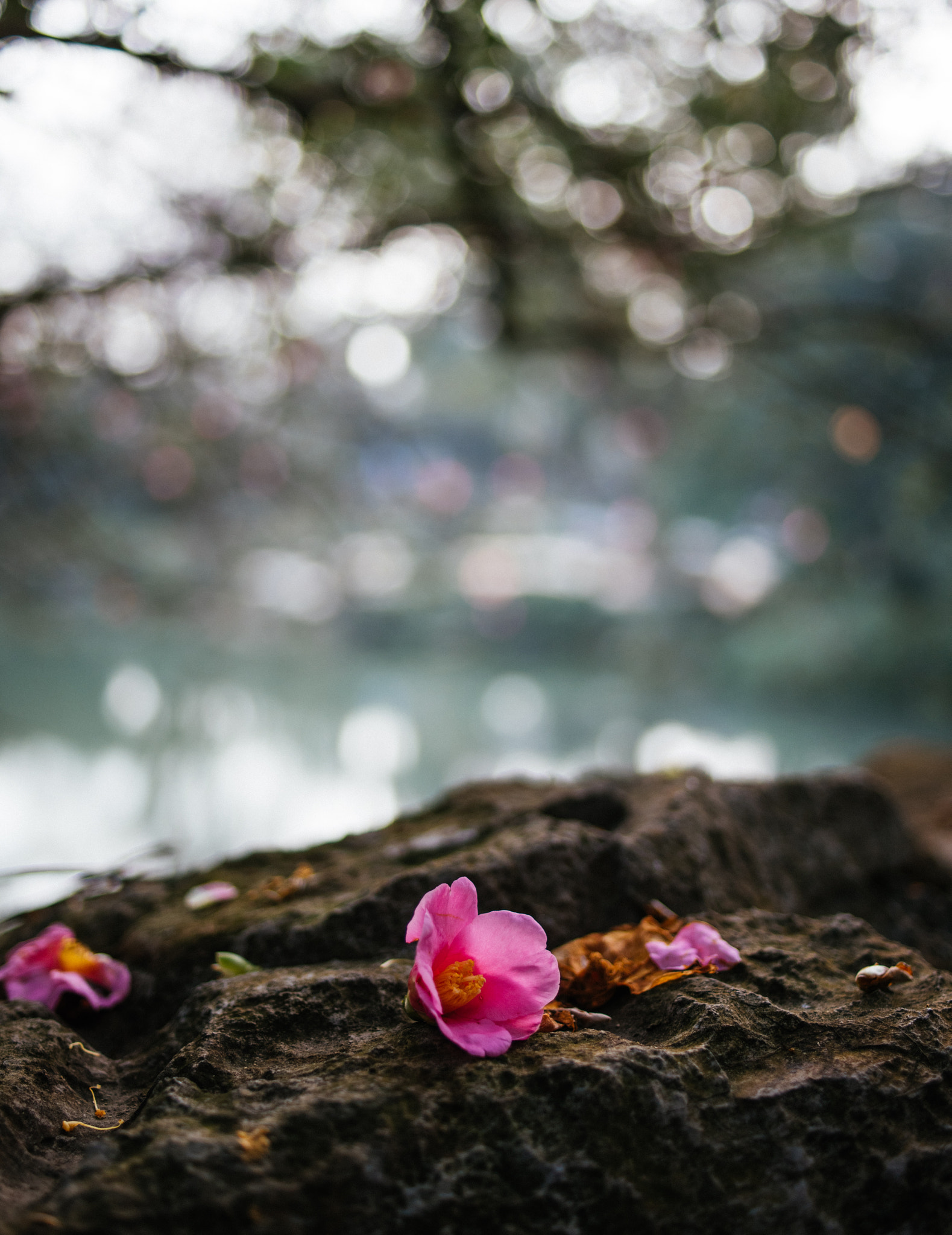 Nikon D810 sample photo. Fallen camellia photography