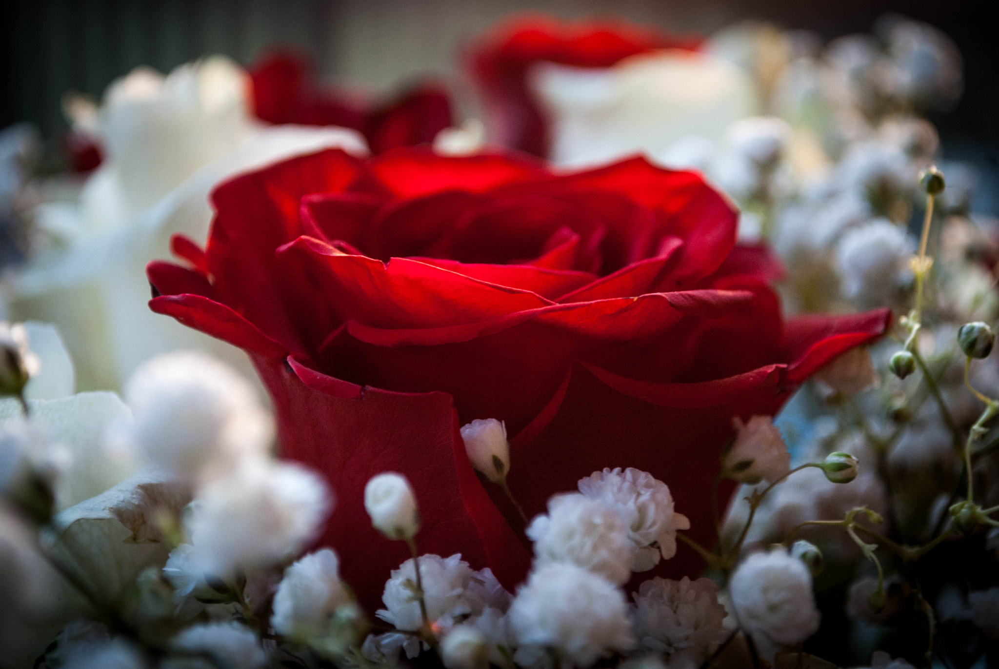 Nikon D40X sample photo. Standing out photography