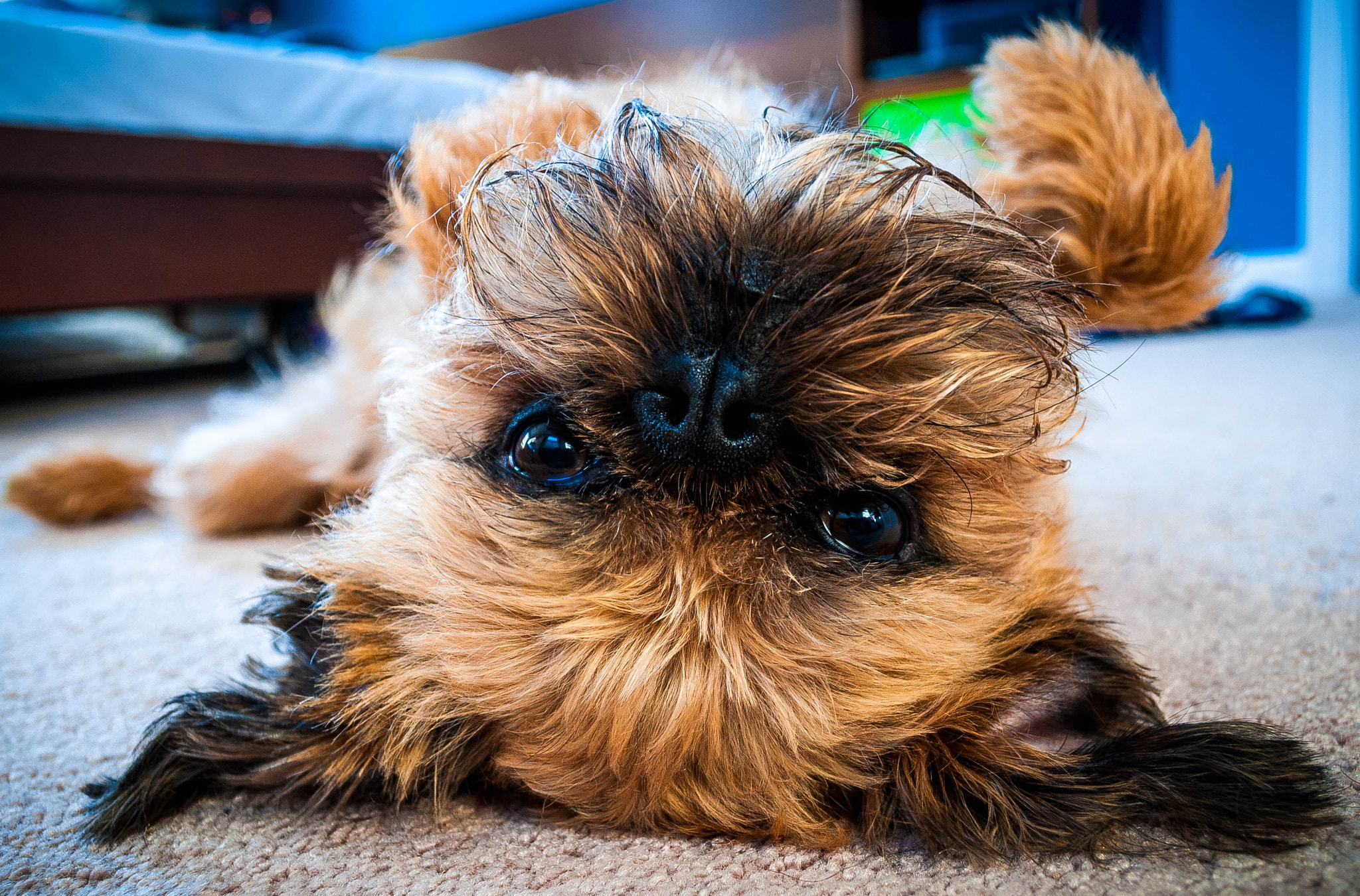 Nikon D40X sample photo. Bandit the wonder beard photography