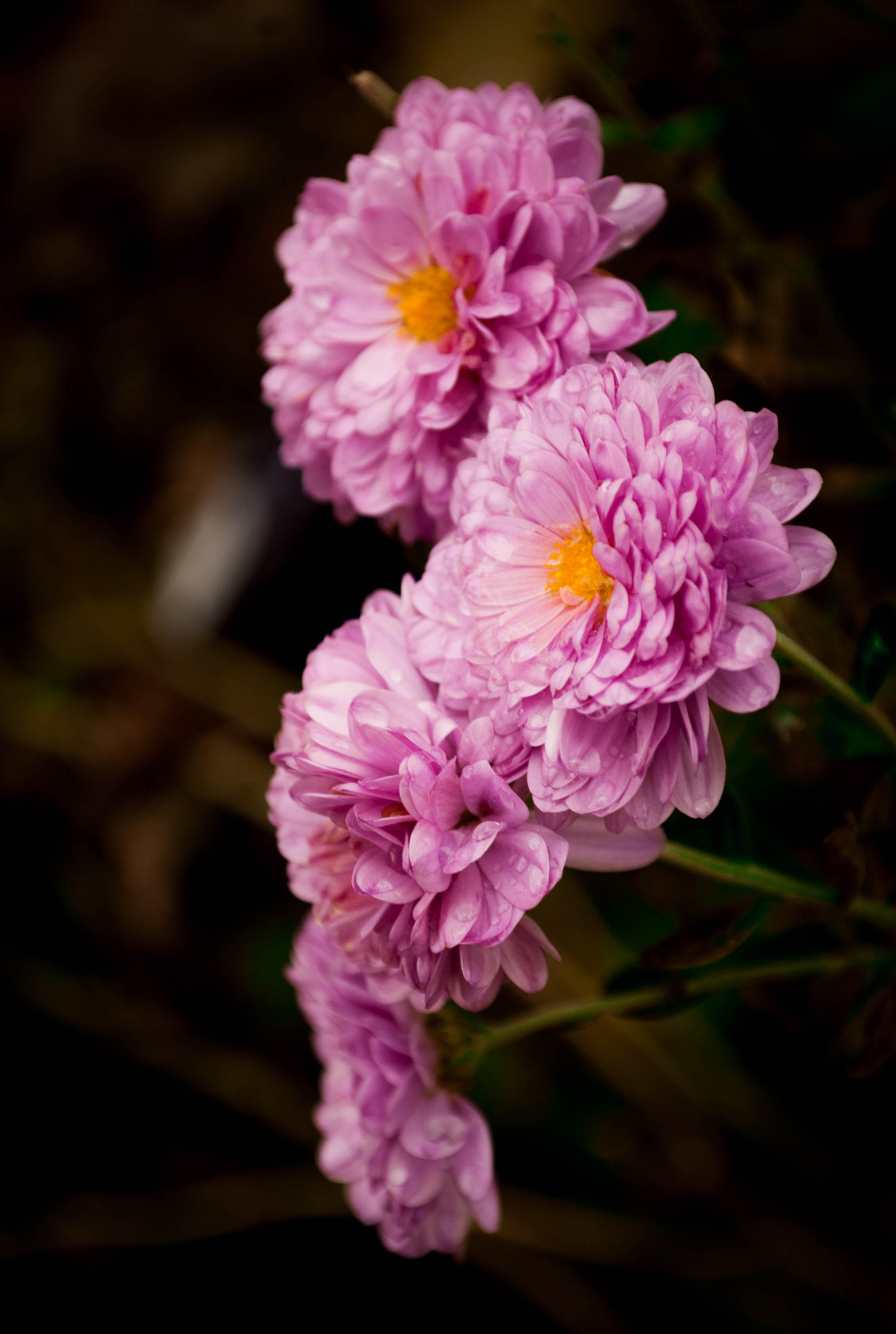 Nikon D40X sample photo. Kissed with rain photography