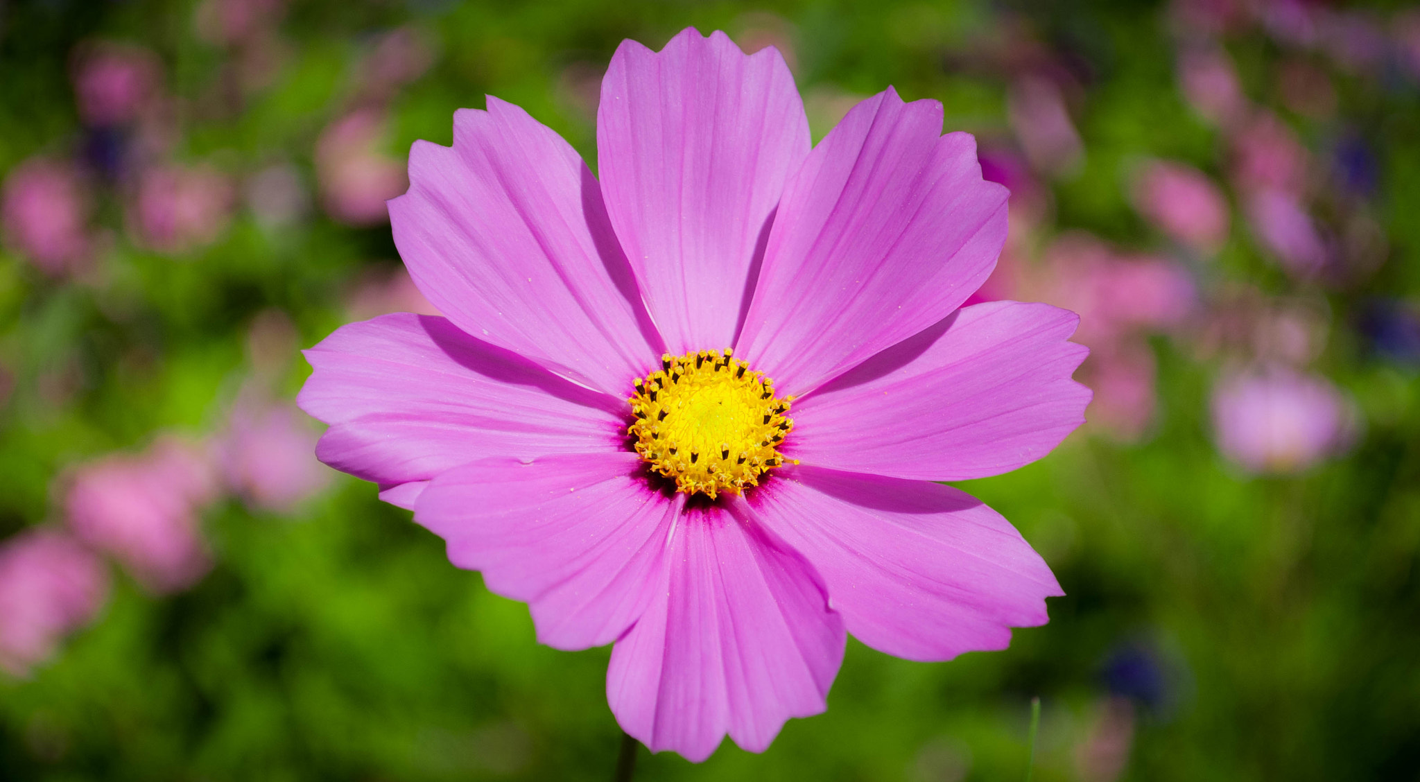 Nikon D40X sample photo. Pretty pink photography