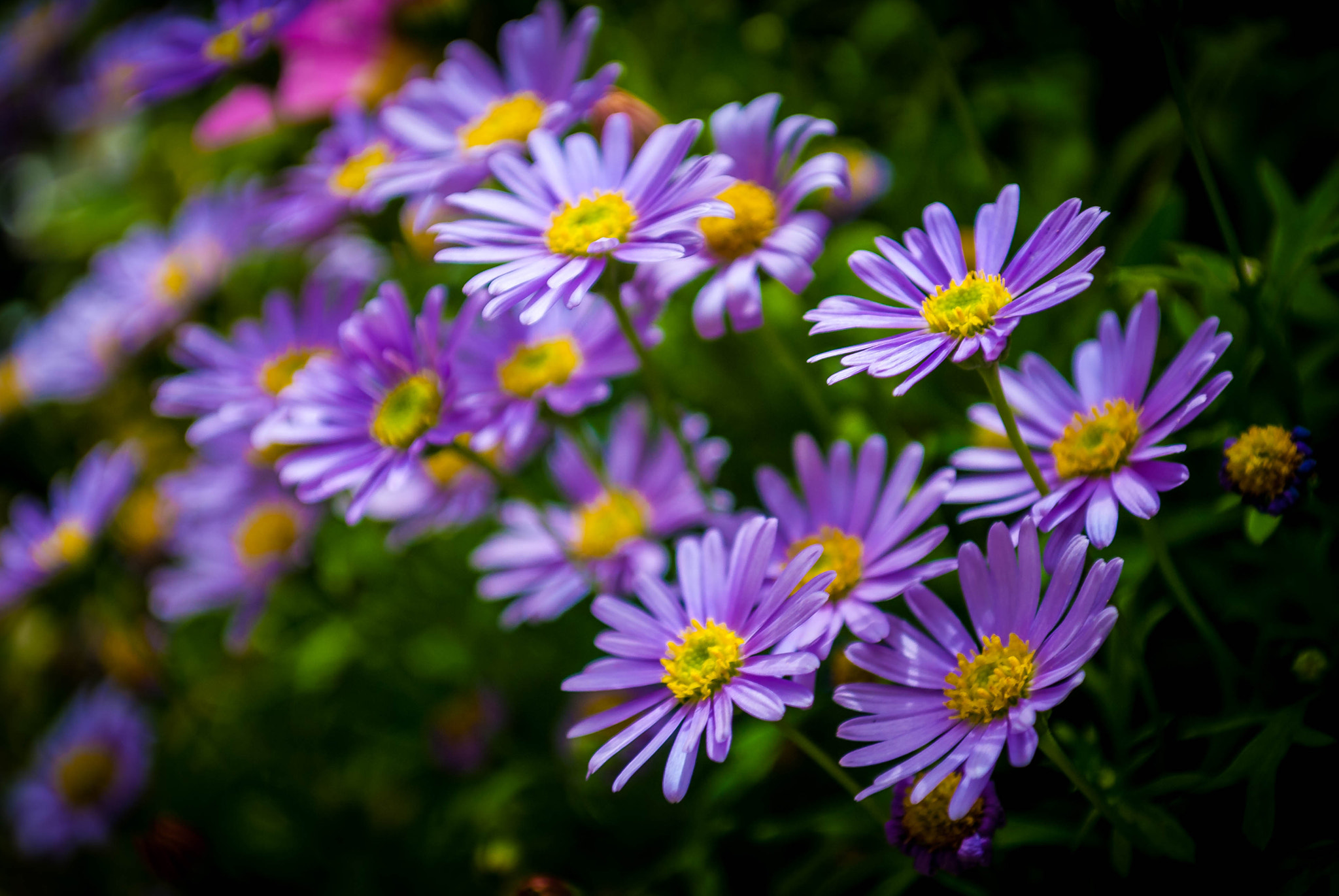 Nikon D40X sample photo. Little purples photography