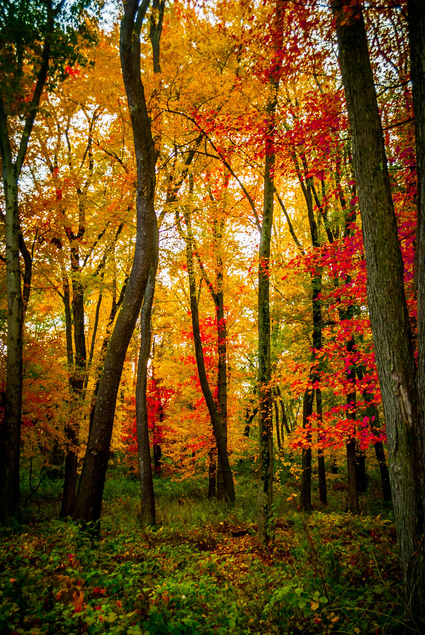 Nikon D40X sample photo. An autumn afternoon photography