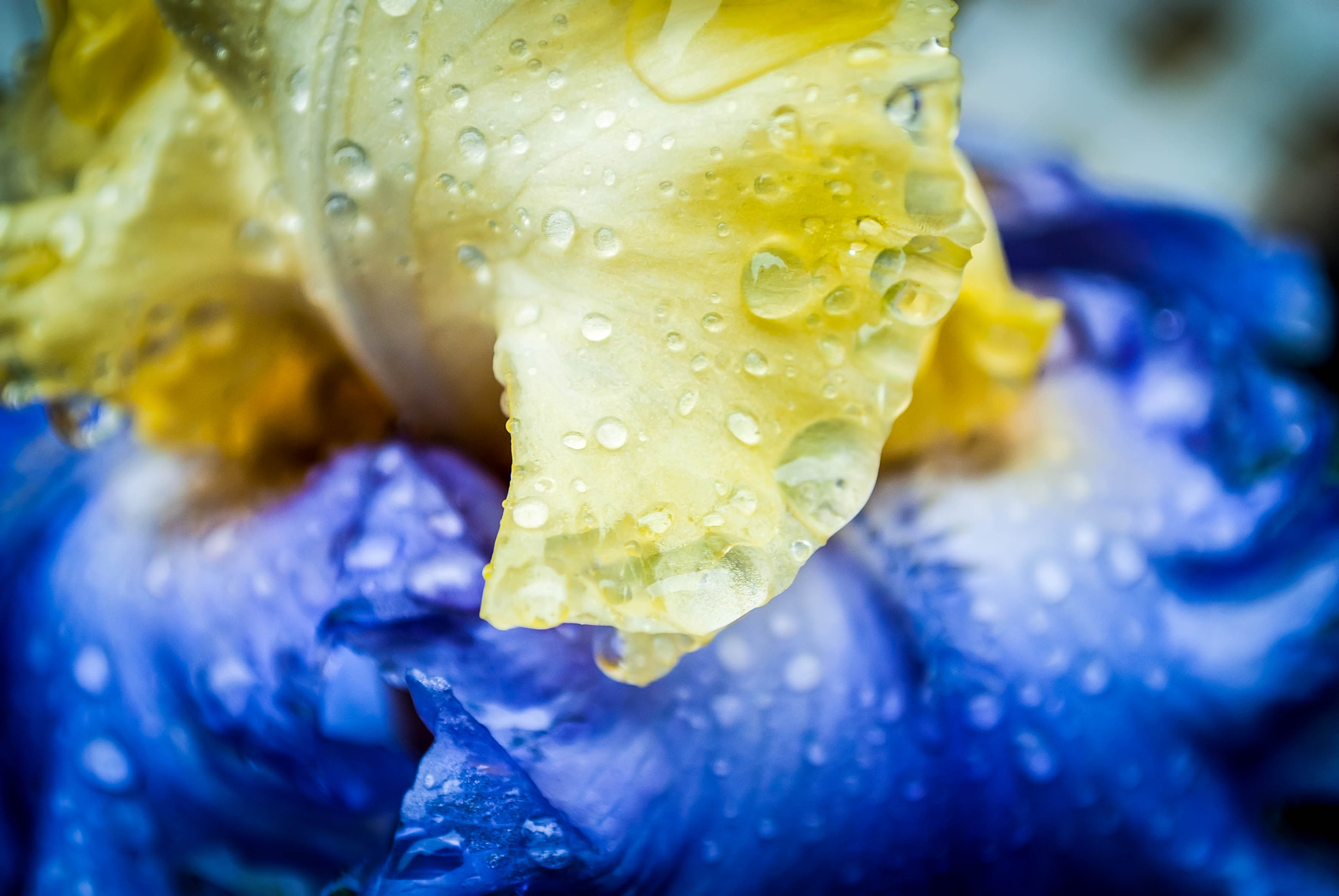 Nikon D40X sample photo. Glazed with diamonds photography