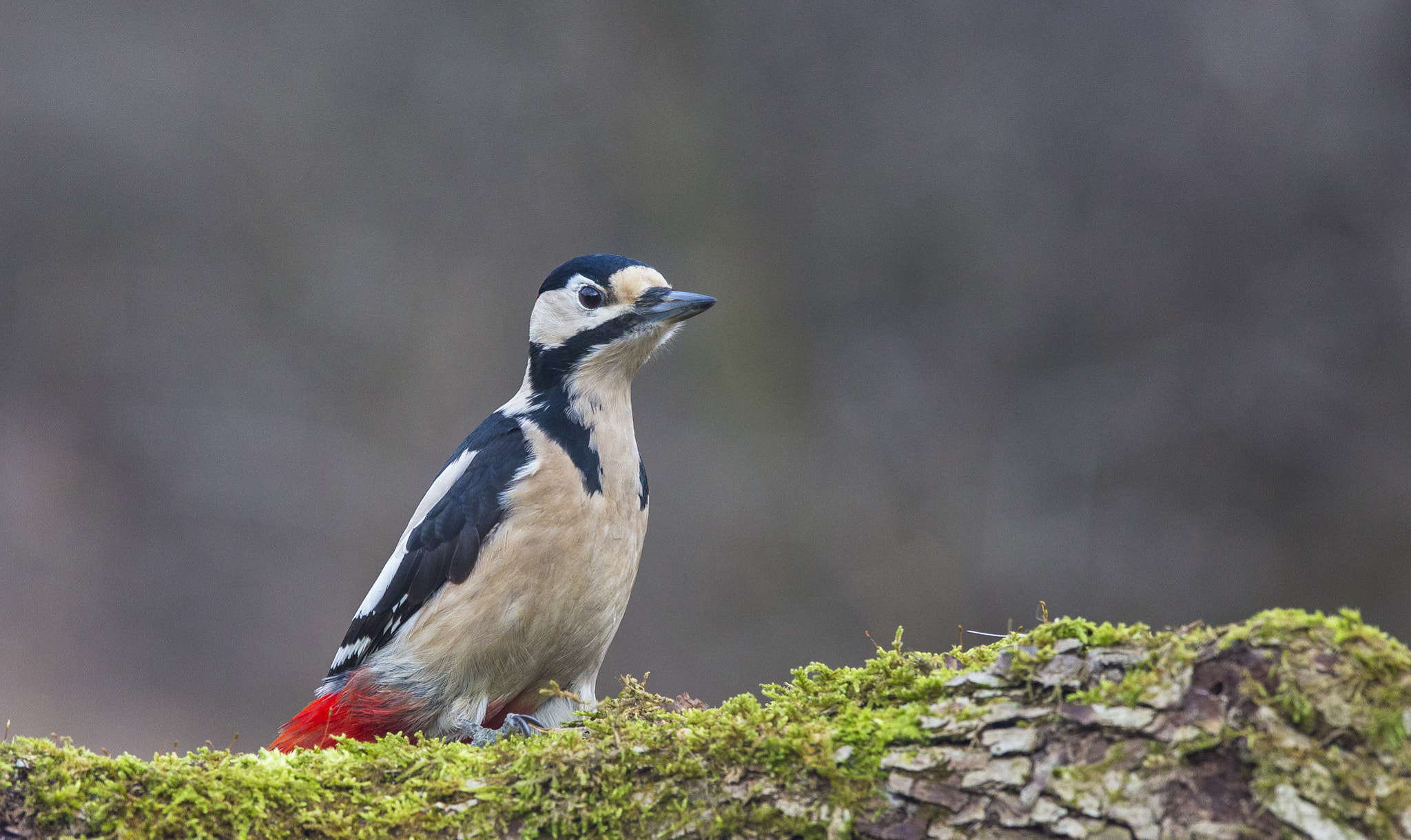 Canon EF 300mm F2.8L IS USM sample photo. Aaw photography