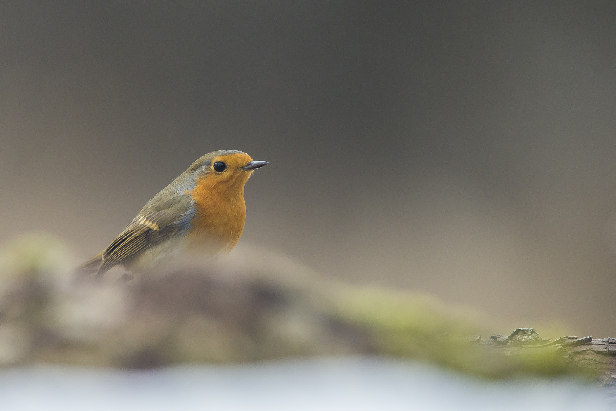 Canon EF 300mm F2.8L IS USM sample photo. Aaw photography