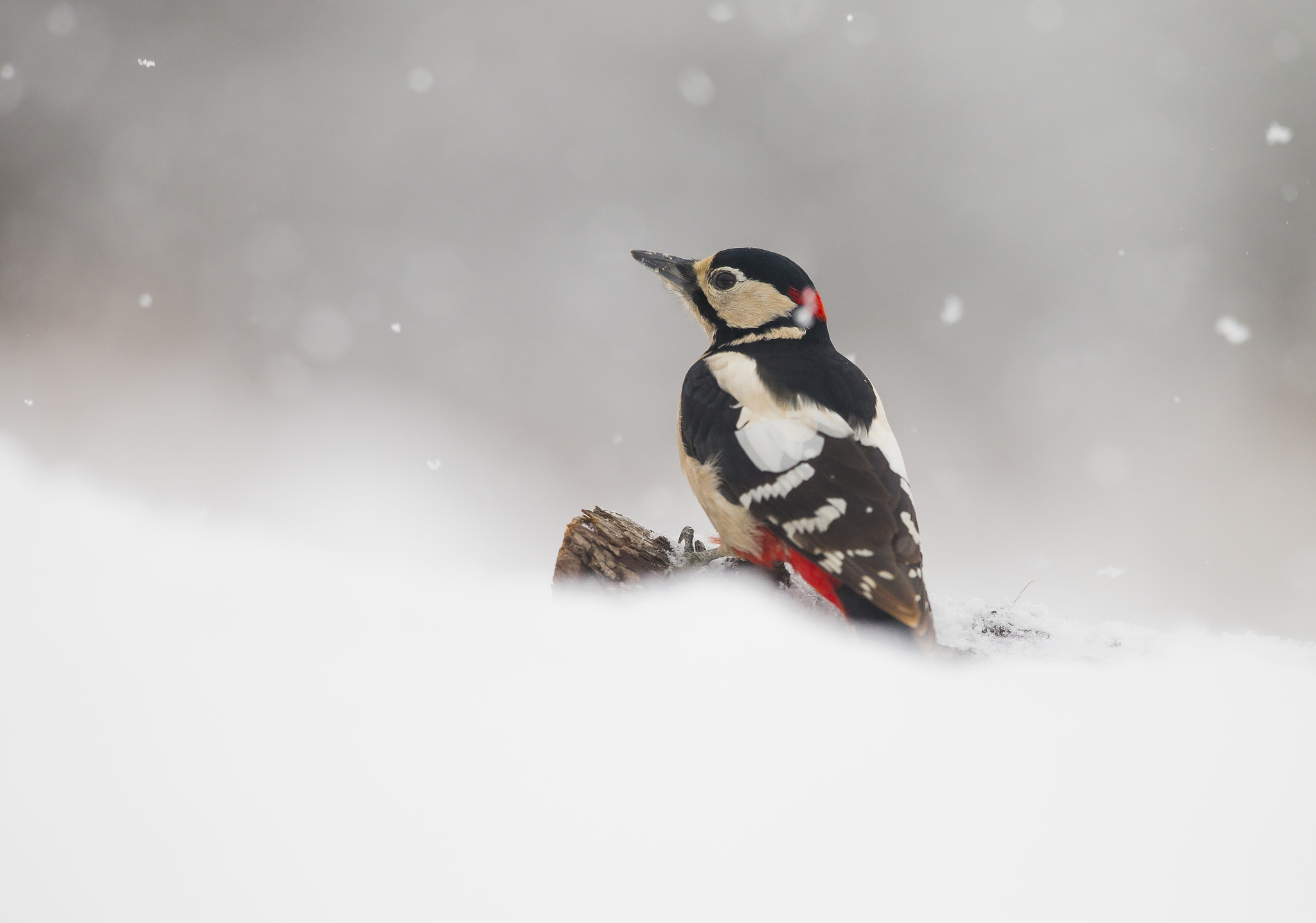 Canon EF 300mm F2.8L IS USM sample photo. Aaw photography