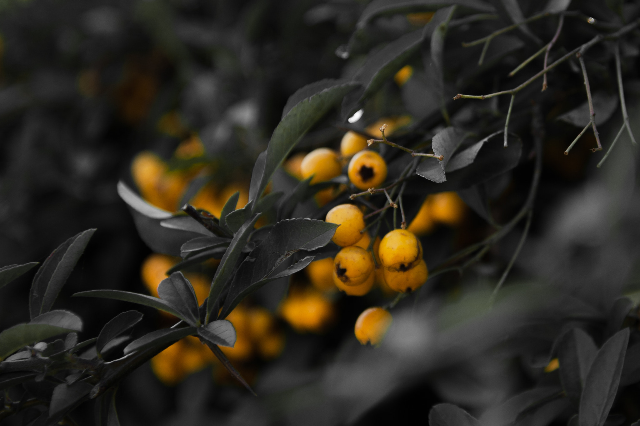 Nikon D3 sample photo