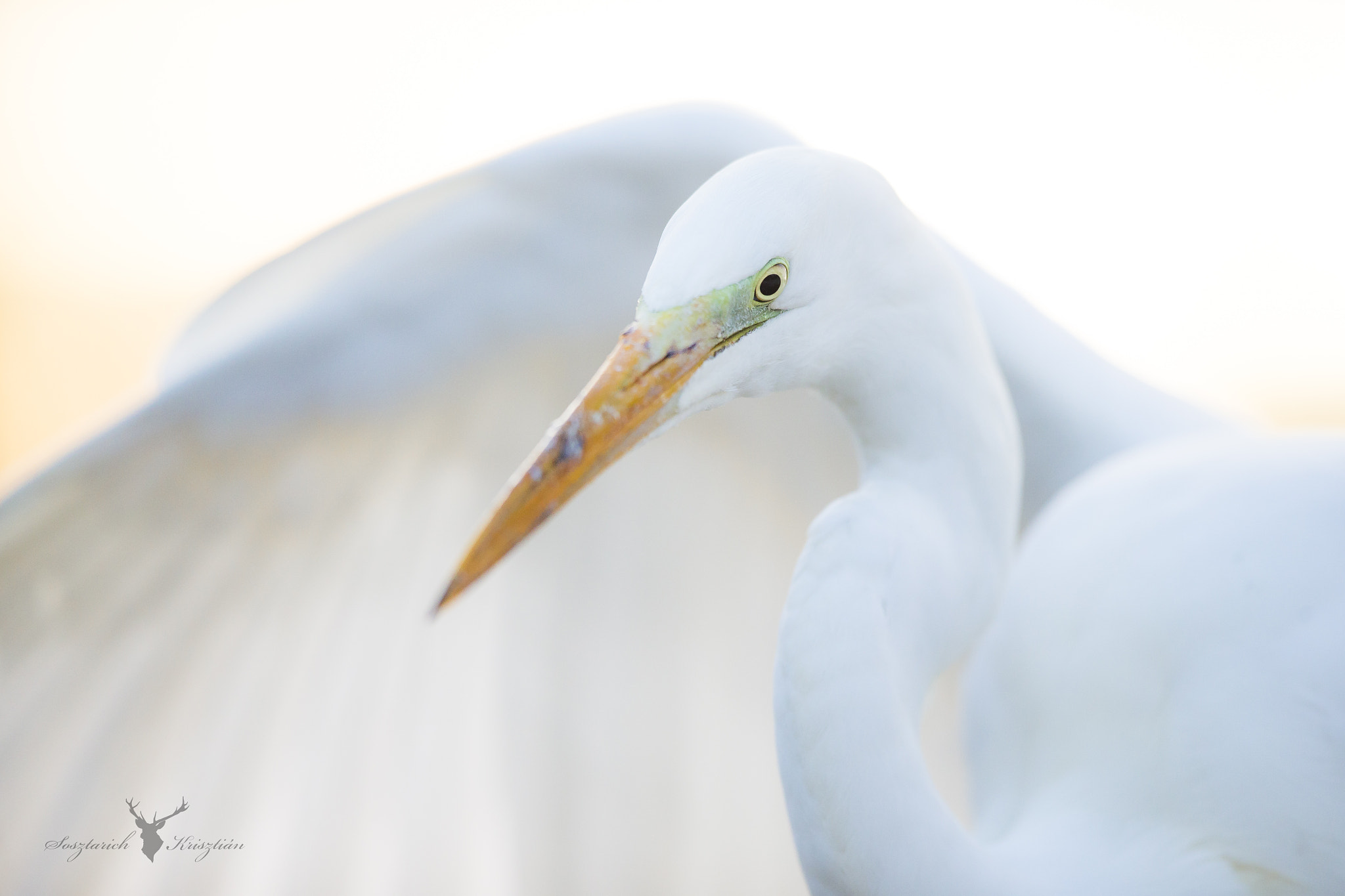 Canon EF 300mm F2.8L IS USM sample photo. Aaw photography