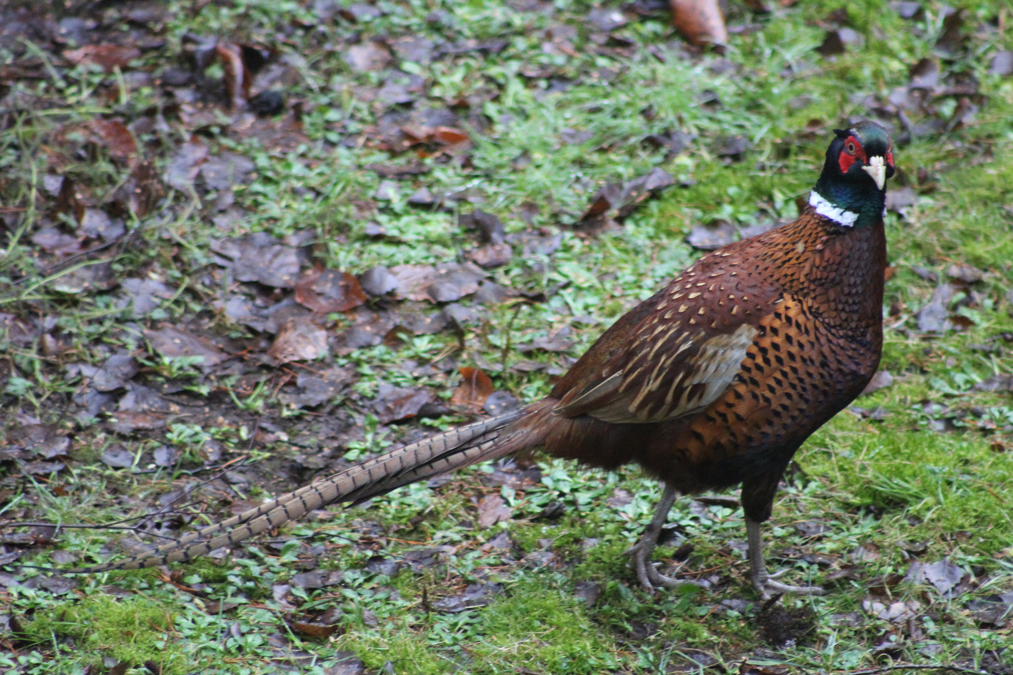Canon EF 75-300mm f/4-5.6 USM sample photo. Pheasant photography