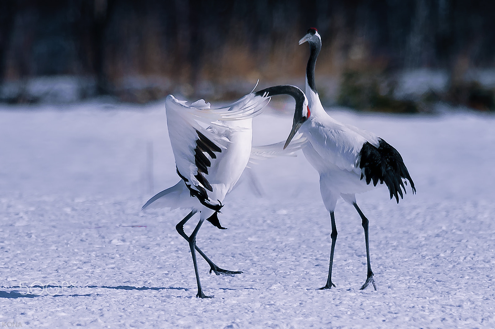 Nikon AF-S Nikkor 400mm F2.8G ED VR II sample photo. Tantyou photography