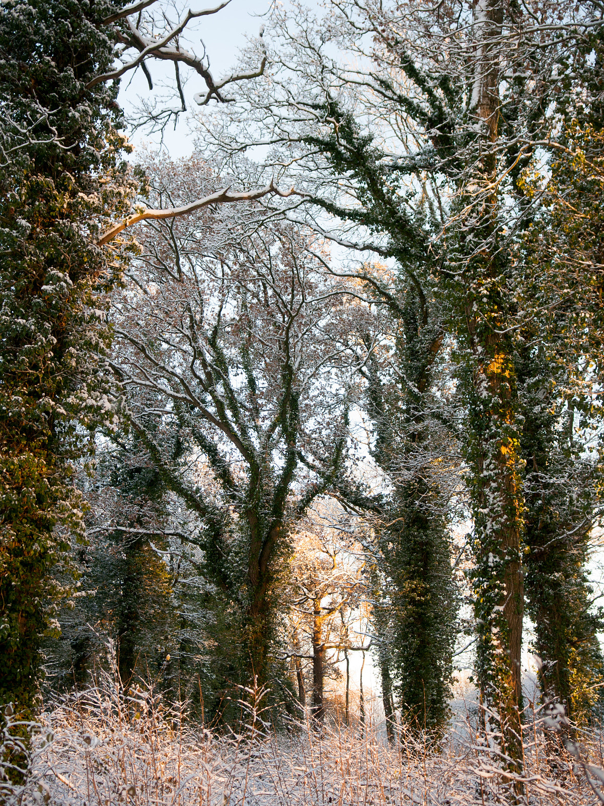 Nikon D90 + Nikon AF-S DX Nikkor 17-55mm F2.8G ED-IF sample photo. Snow-covered #dorset woodland trees photography