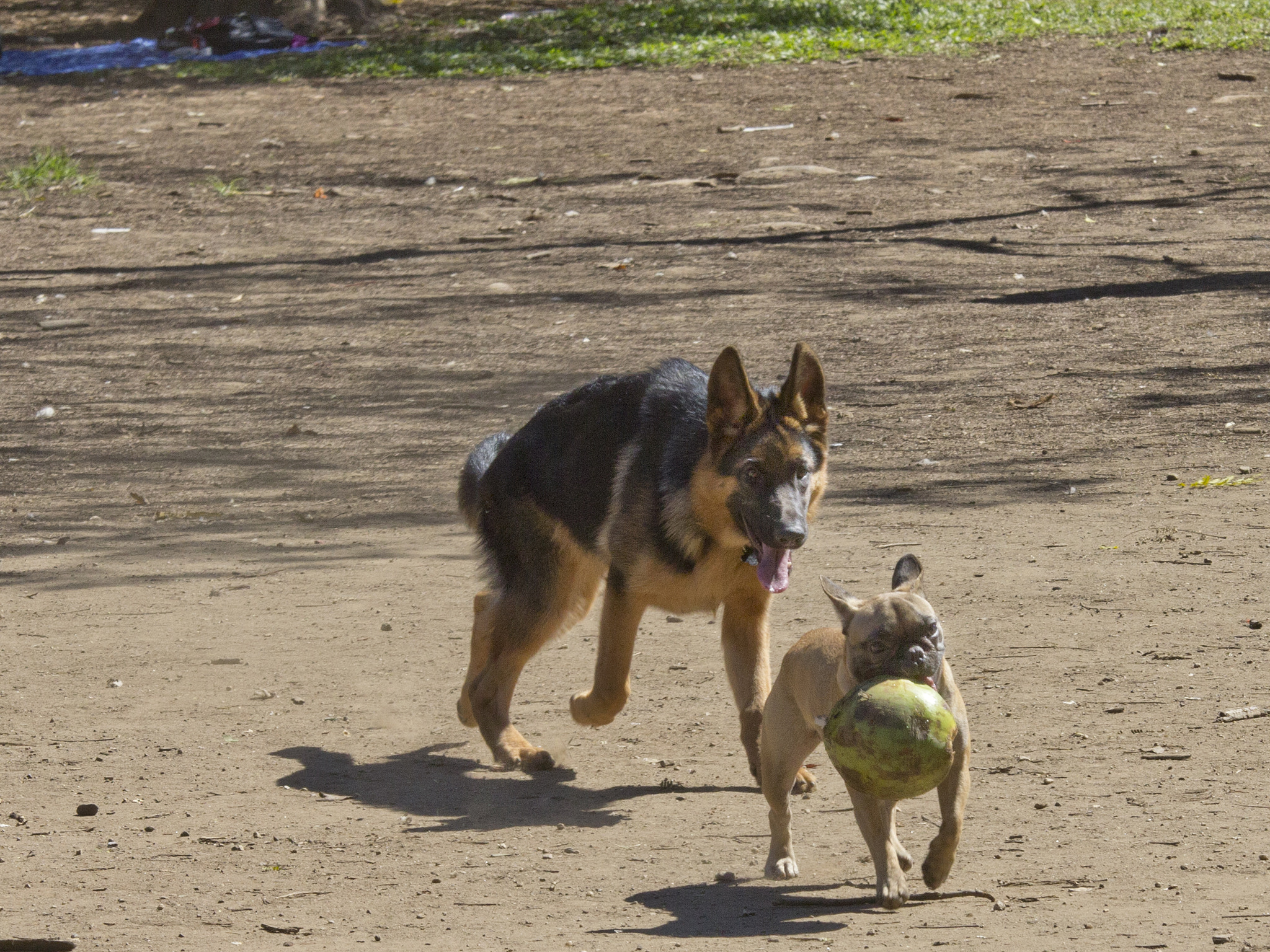 Canon EOS 60D + Canon EF 70-200mm F4L IS USM sample photo. Mg photography