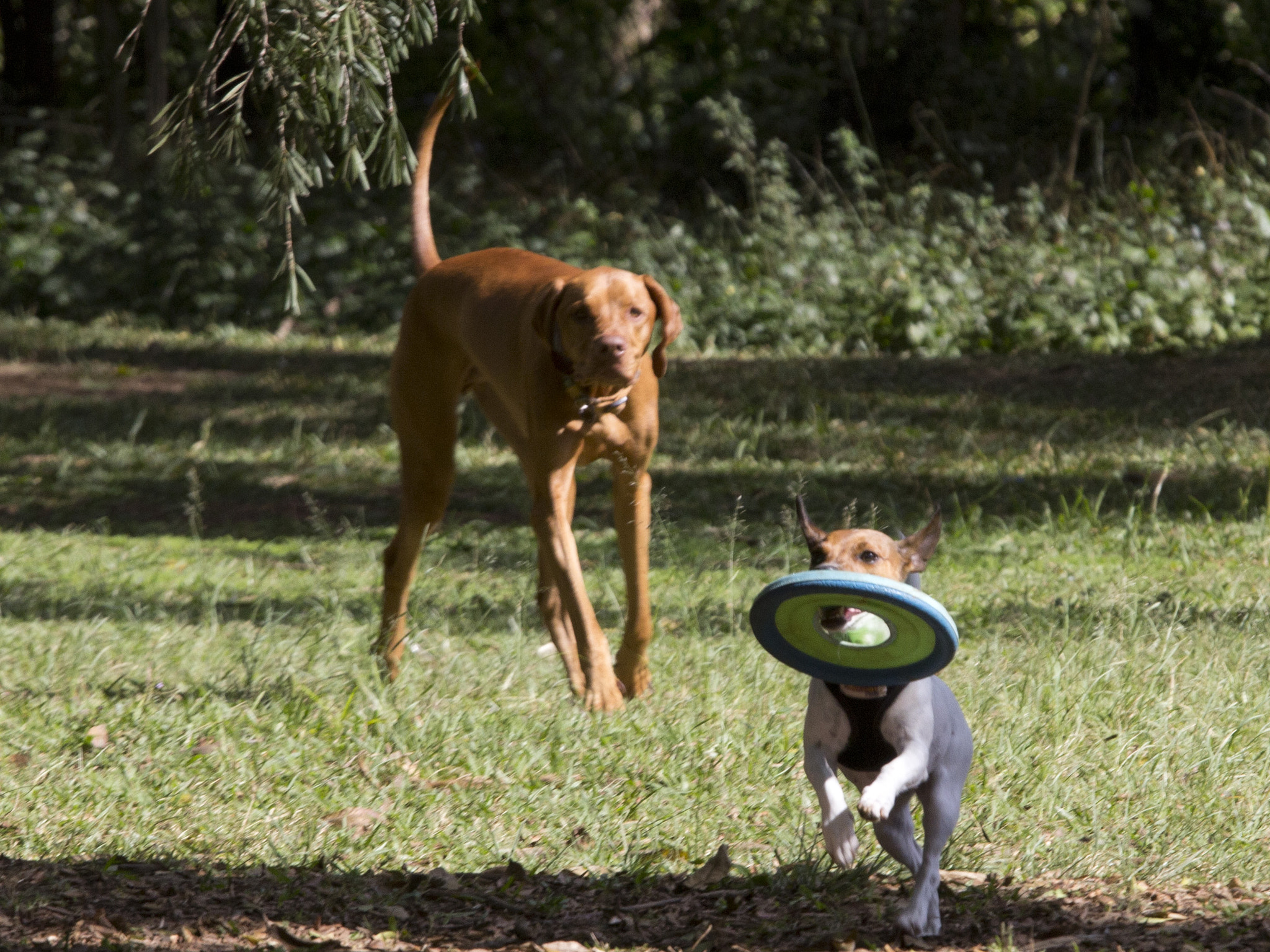 Canon EOS 60D + Canon EF 70-200mm F4L IS USM sample photo. Cromo photography
