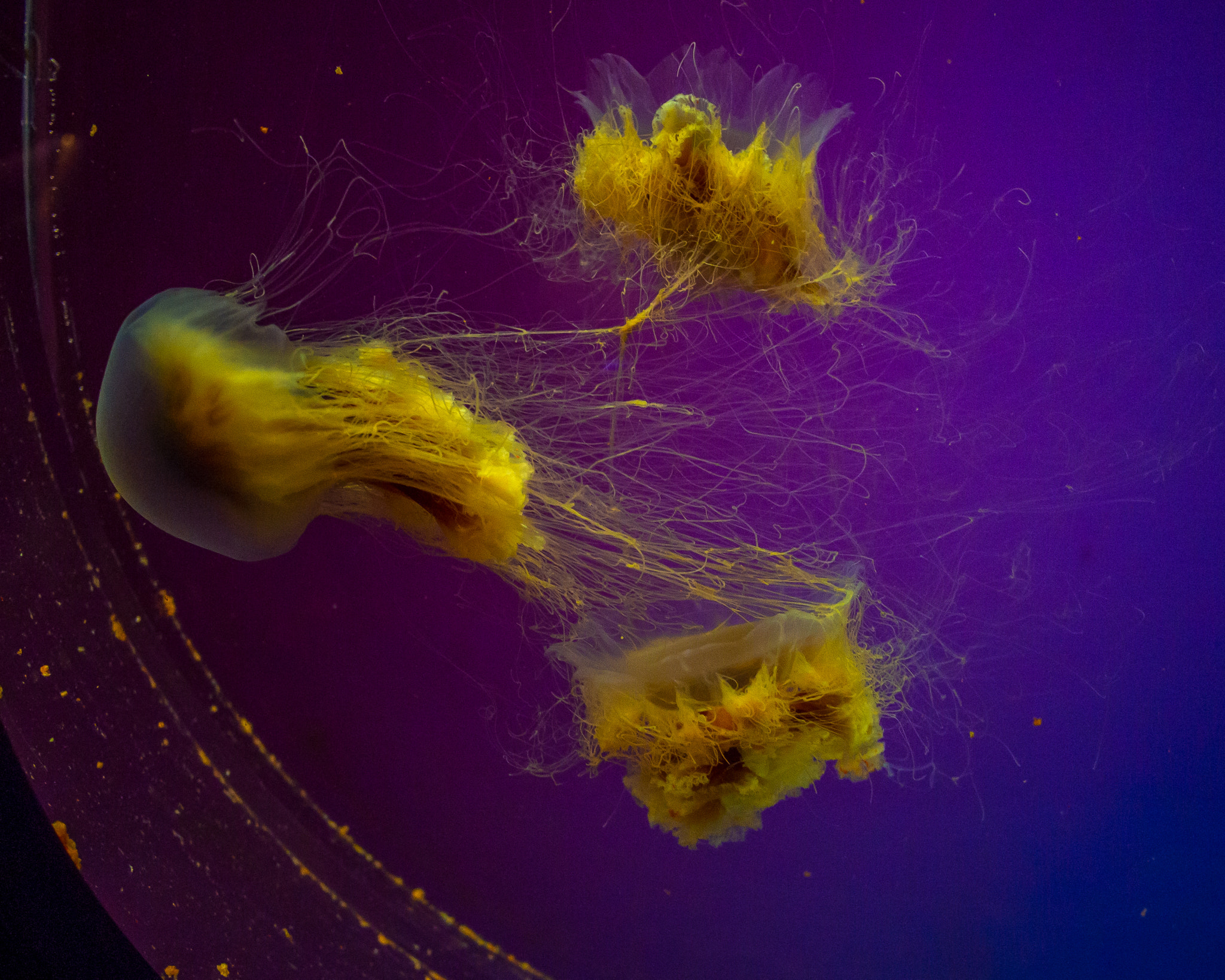 Olympus PEN E-PM1 sample photo. Jellyfish 11 photography