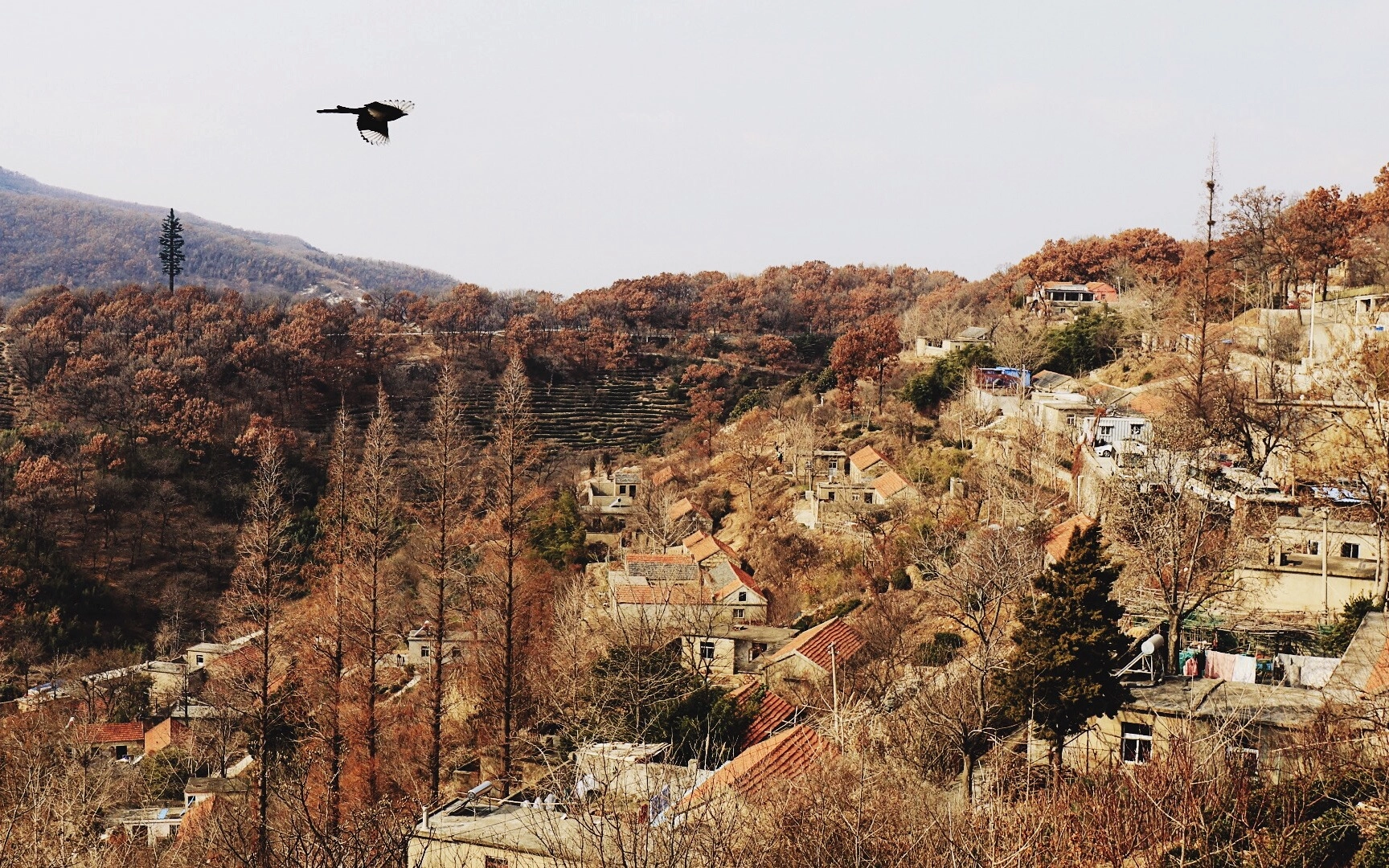 Canon EF 24-70mm F4L IS USM sample photo. 空山鸟语 photography