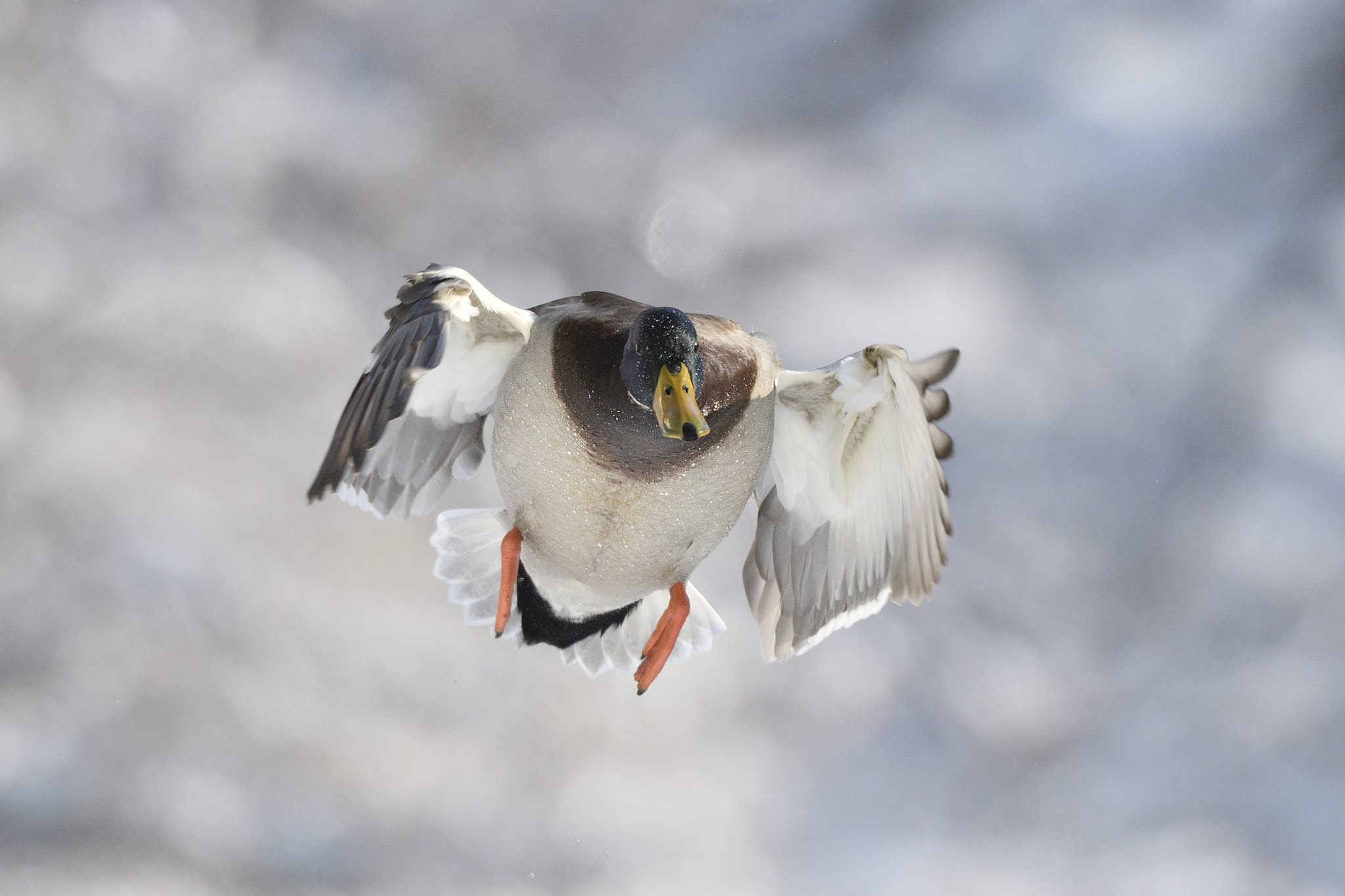 Nikon AF-S Nikkor 200-400mm F4G ED-IF VR sample photo. Frozen day !! photography