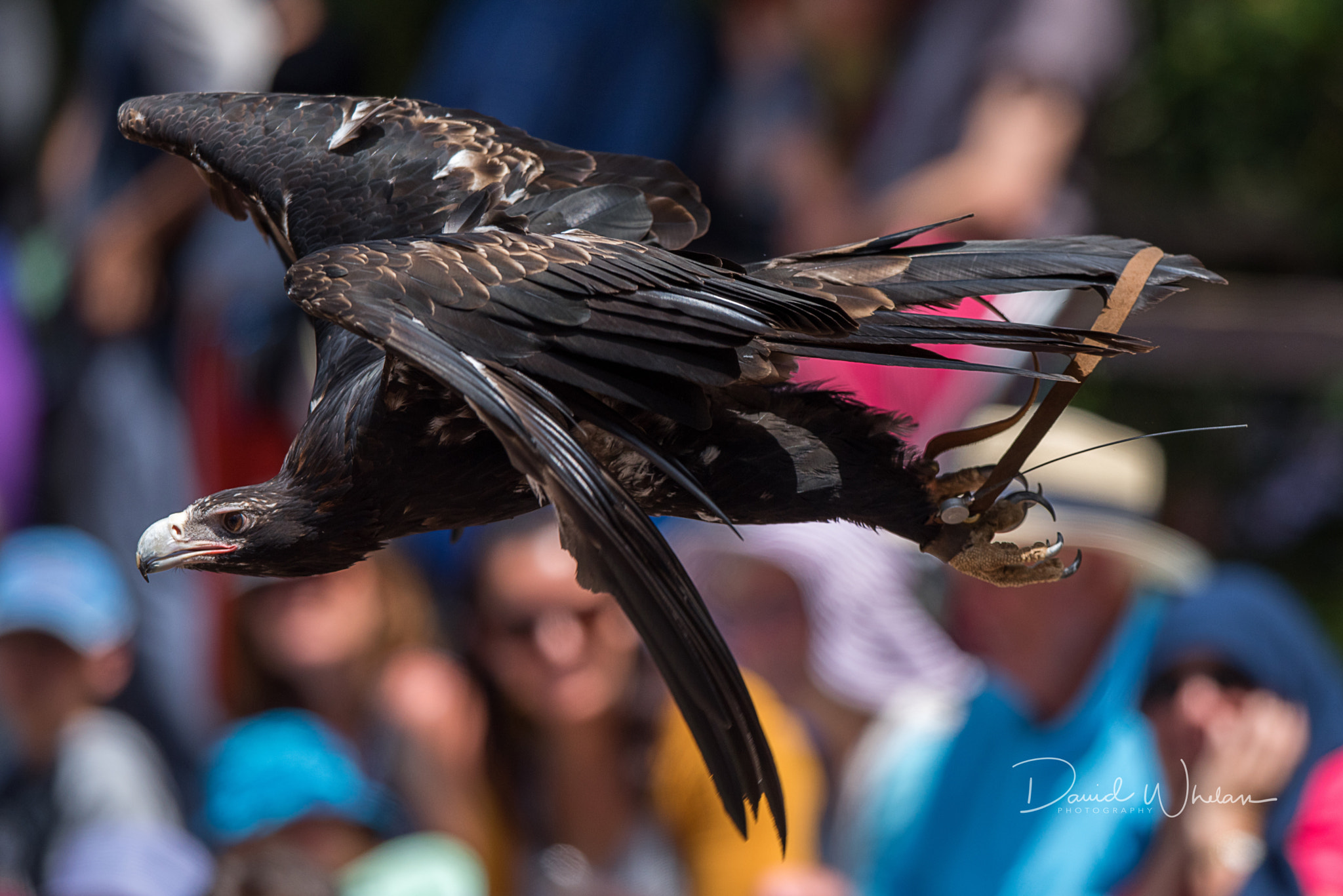 Nikon D810 + Nikon AF-S Nikkor 400mm F2.8E FL ED VR sample photo. Magra - wedge-tailed eagle photography