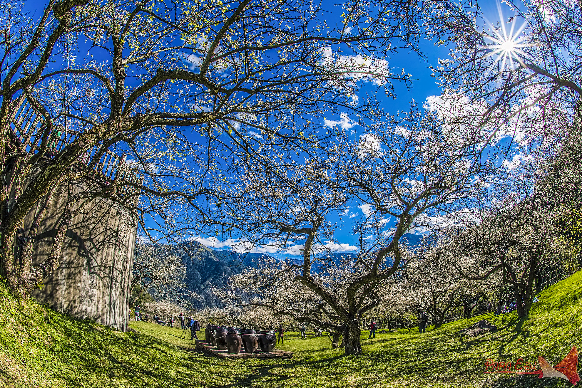 Nikon D800E sample photo. Liu family's plum farm photography