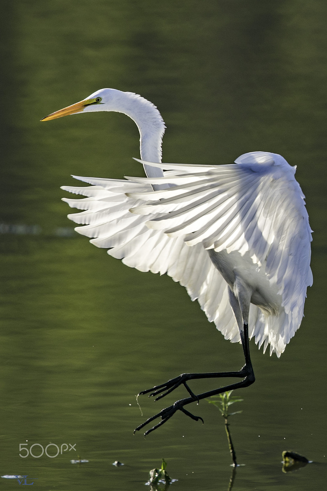 Canon EF 600mm F4L IS II USM sample photo. Egret photography