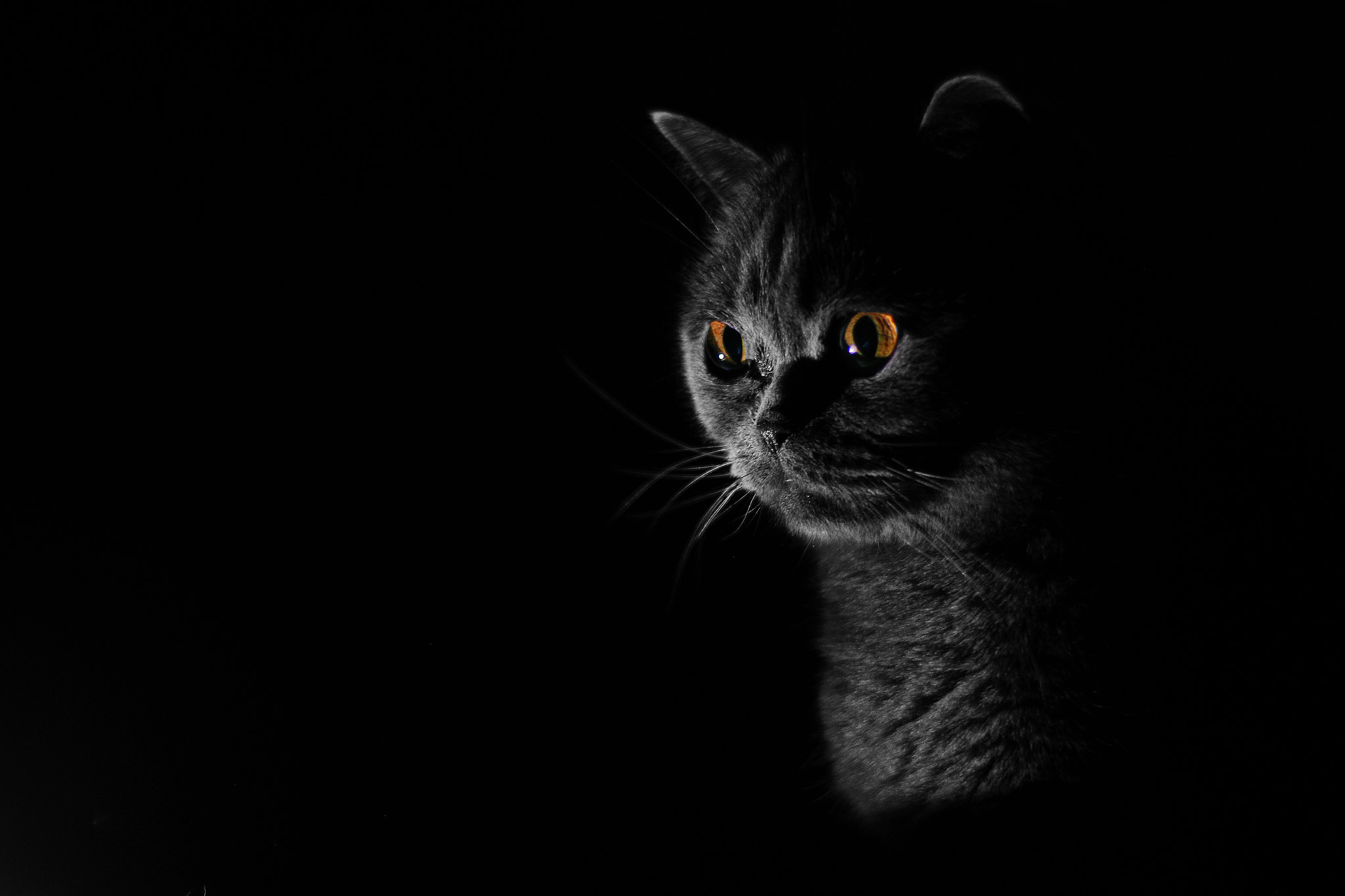 Canon EOS 600D (Rebel EOS T3i / EOS Kiss X5) sample photo. Black cat photography