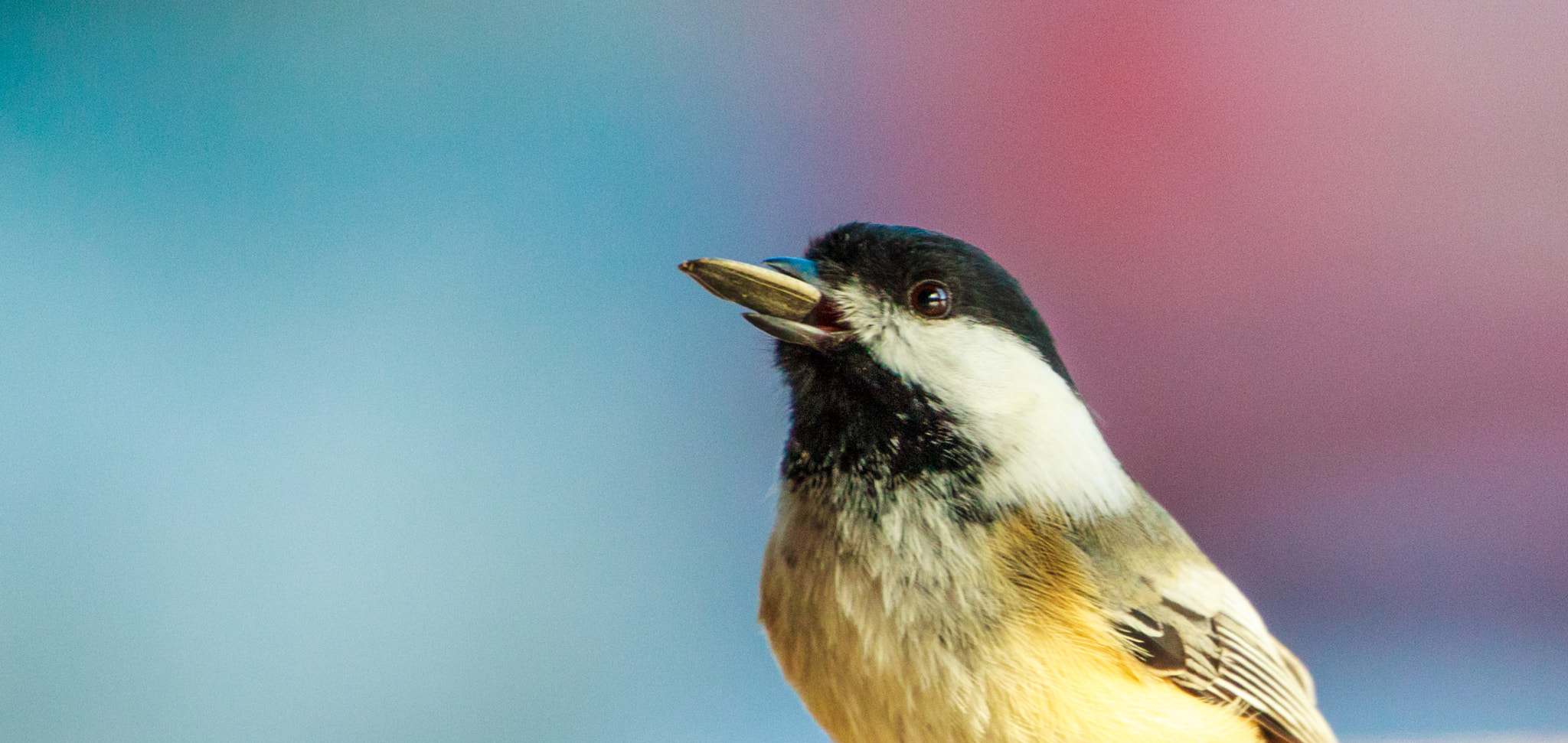 Canon EF 70-300mm F4-5.6L IS USM sample photo. Chickadee mouthful photography