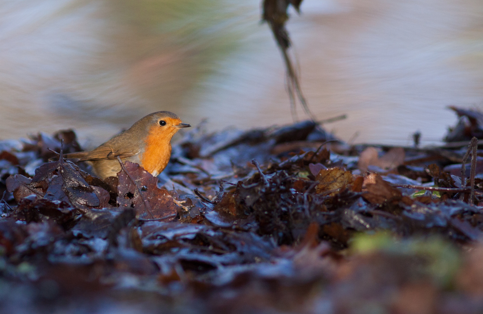 Canon EOS 50D sample photo. Robin (erithacus rubecula) photography