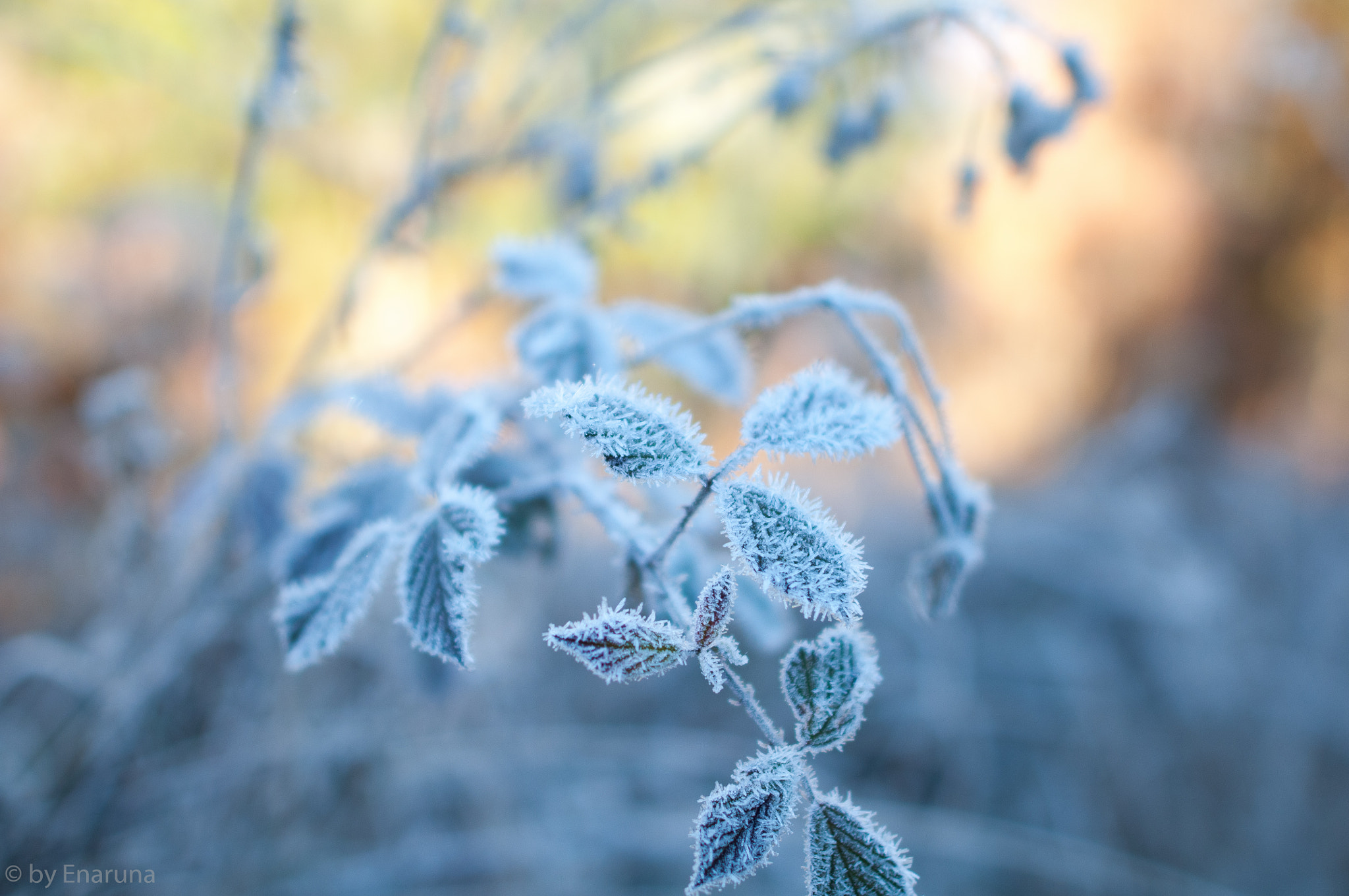 Nikon D300S sample photo. Gentle beauty in the rising sun photography