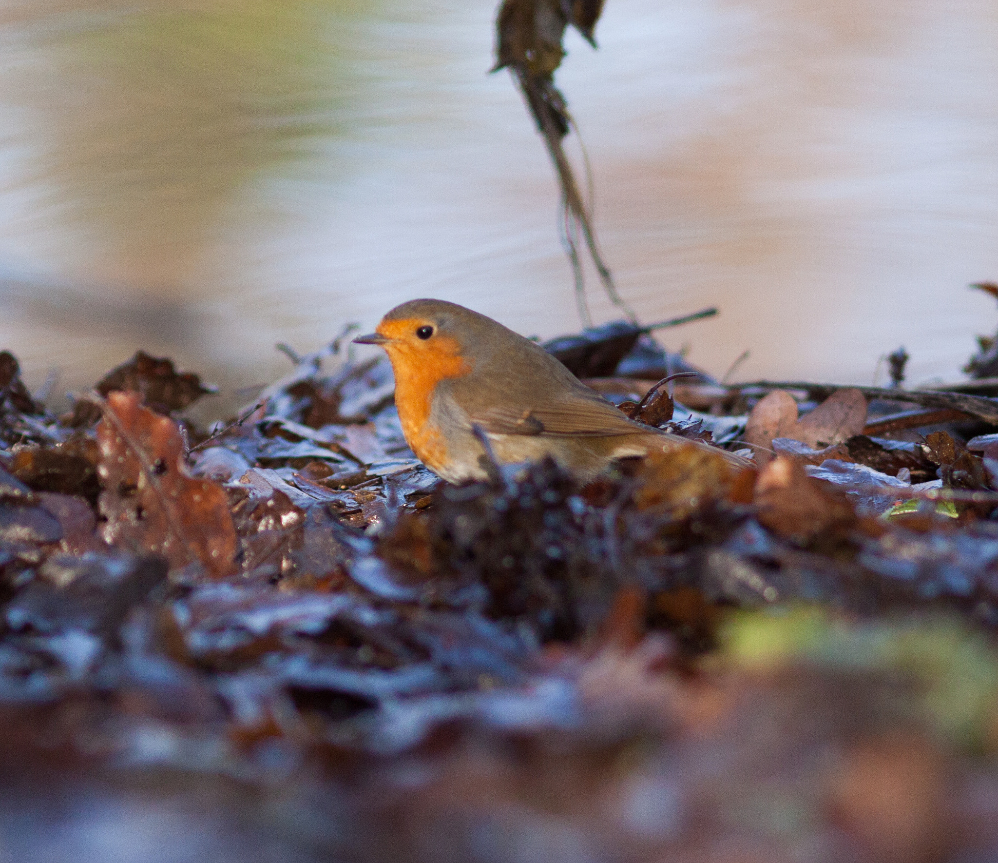 Canon EOS 50D + Canon EF 200mm F2.8L II USM sample photo. Robin 2 (erithacus rubecula) photography